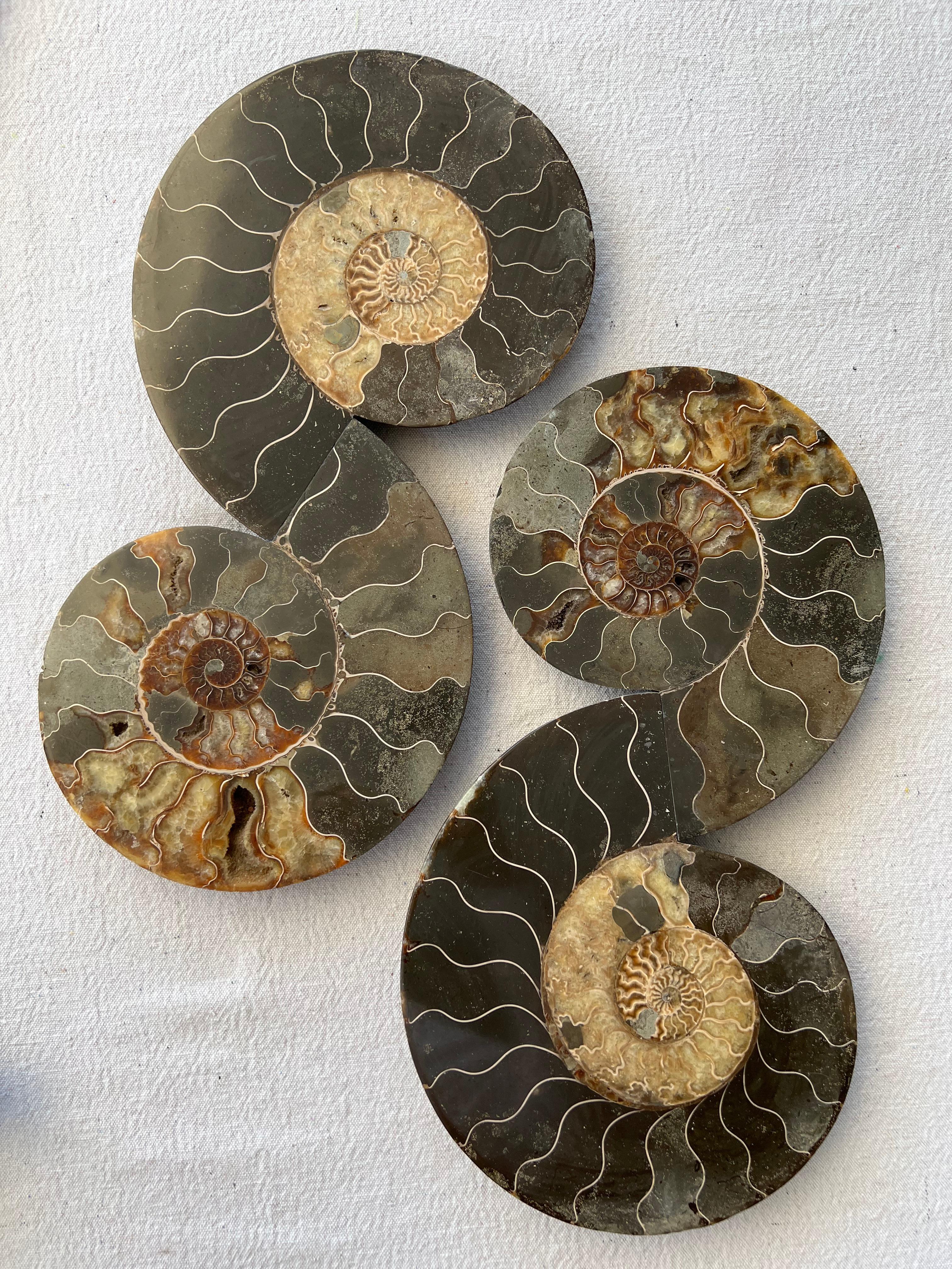 Skulpturen der Ammonitenfalten von Mary Brogger.
Ein Unikat. Signiert mit dem Stempel des Künstlers.
Abmessungen: Ø 19 x H 38 (jeweils).
MATERIALIEN: Fossilien, gemischte Medien.
