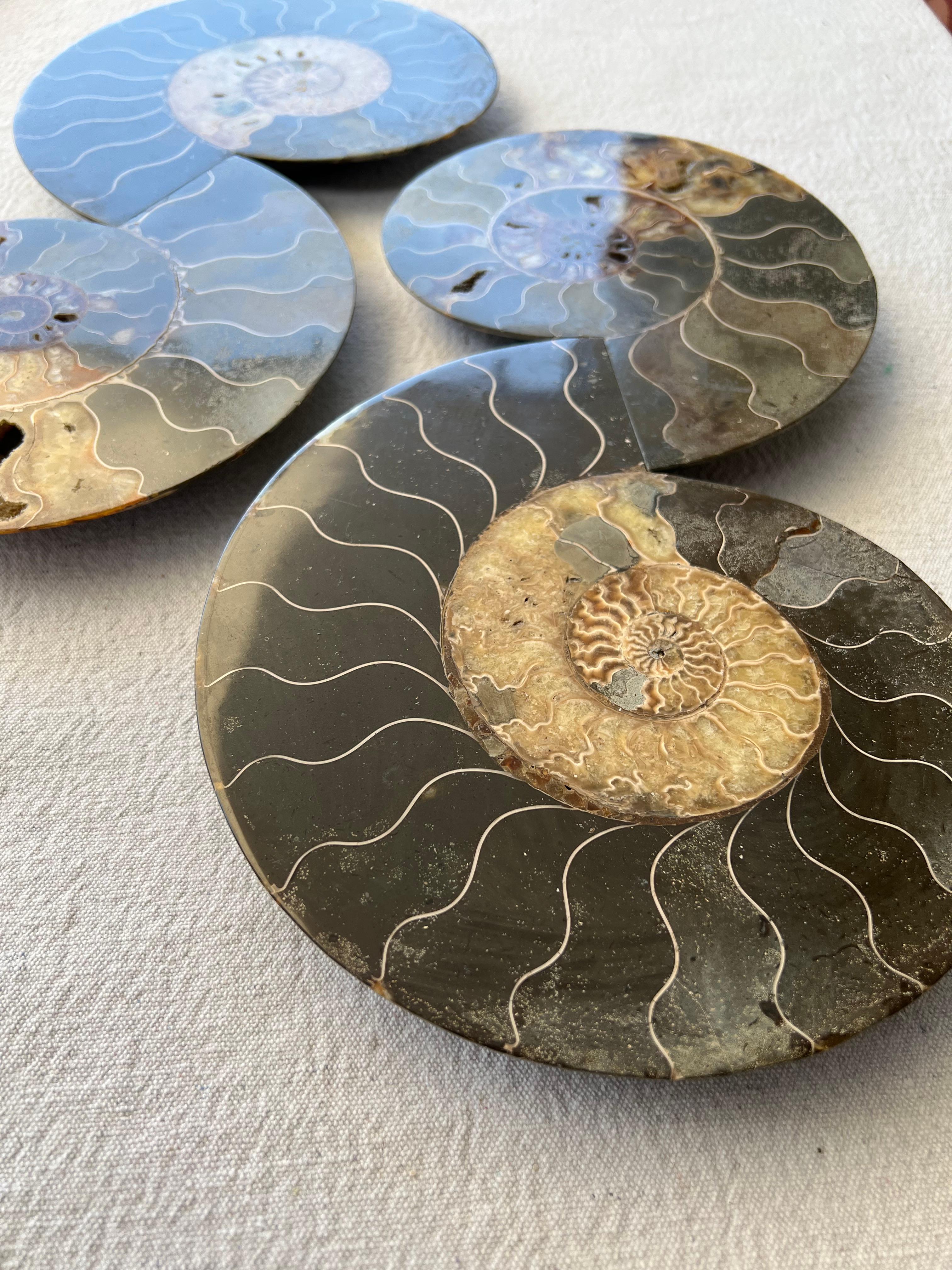 Ammonitenfalten-Skulpturen von Mary Brōgger (Sonstiges) im Angebot
