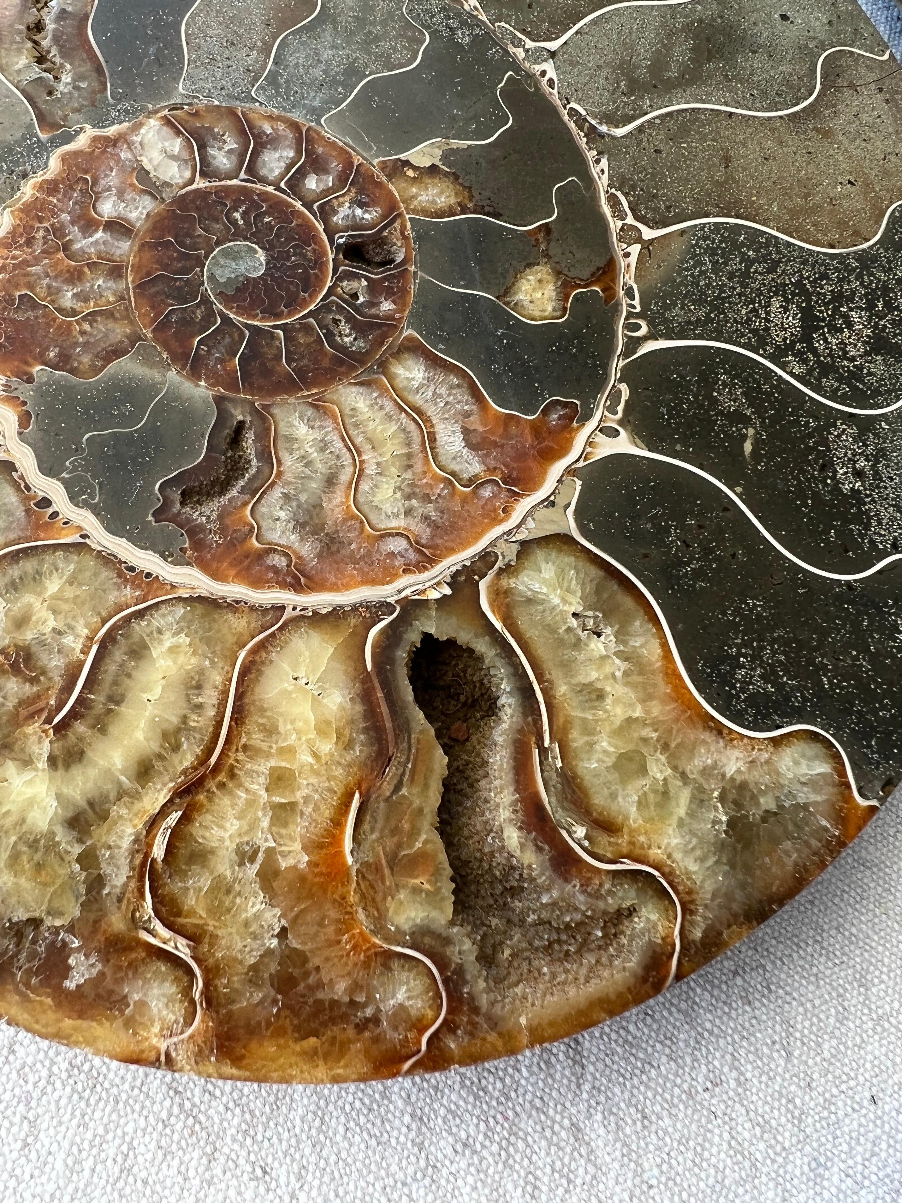 Ammonite Convolutions Sculptures by Mary Brōgger In New Condition For Sale In Geneve, CH