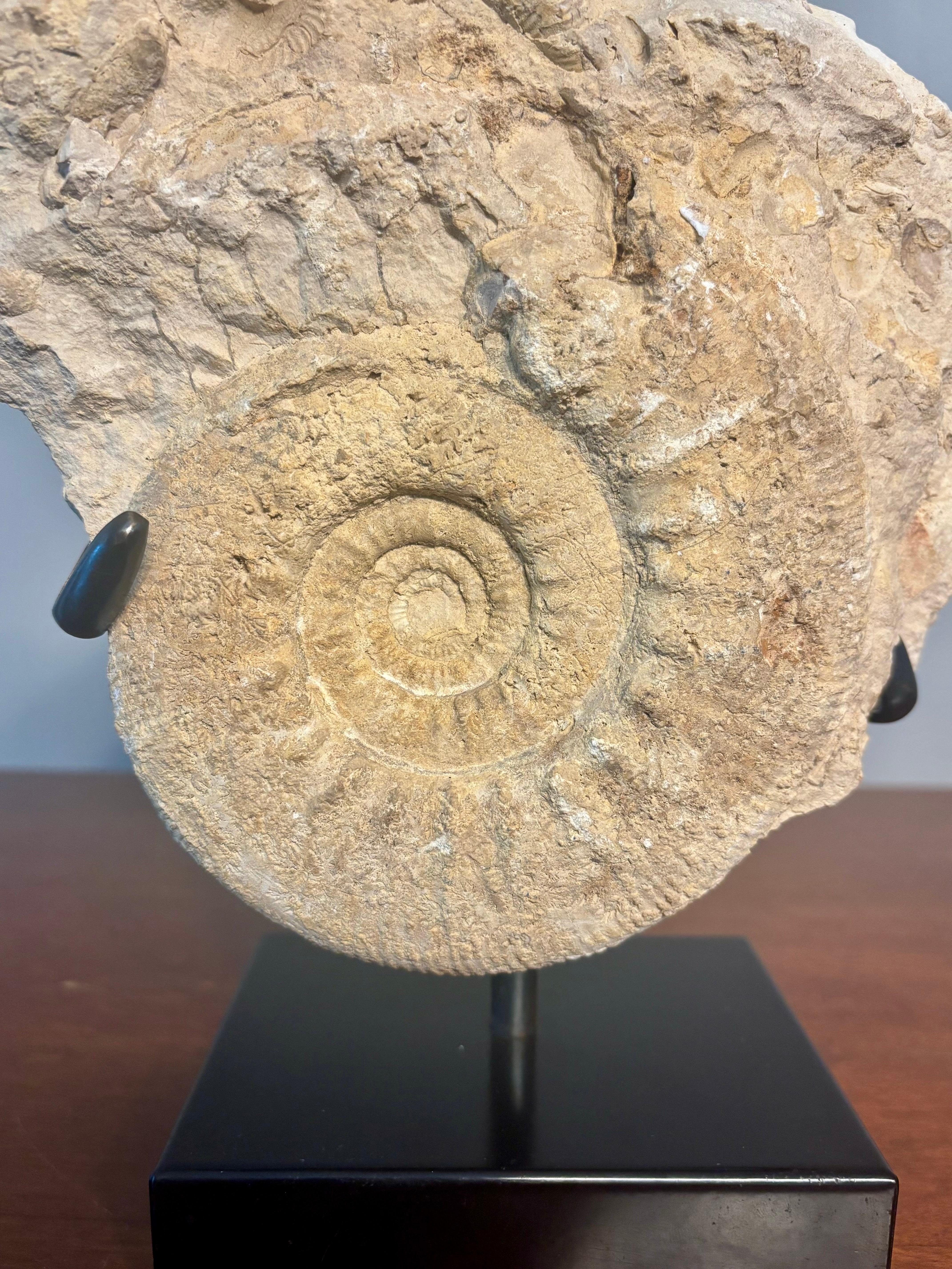 Prehistoric ammonite fossil on a metal stand. This piece is a cluster with one main ammonite fossil with some other fossils embedded in the stone. 

Sits on a custom made high quality metal base. 

Footprint of the base is 5