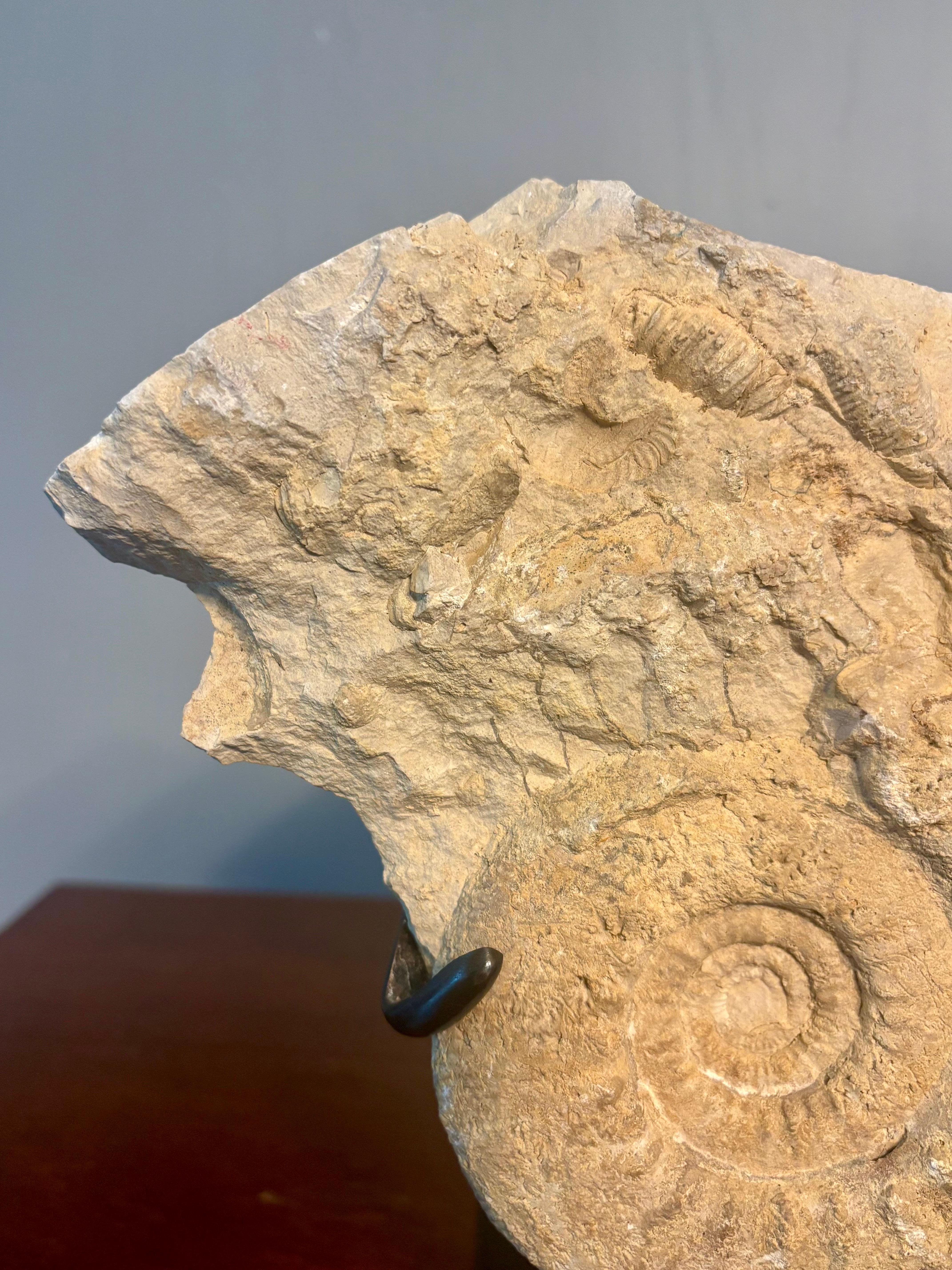 Ammonite Fossil Cluster on Metal Stand. In Good Condition For Sale In Boynton Beach, FL