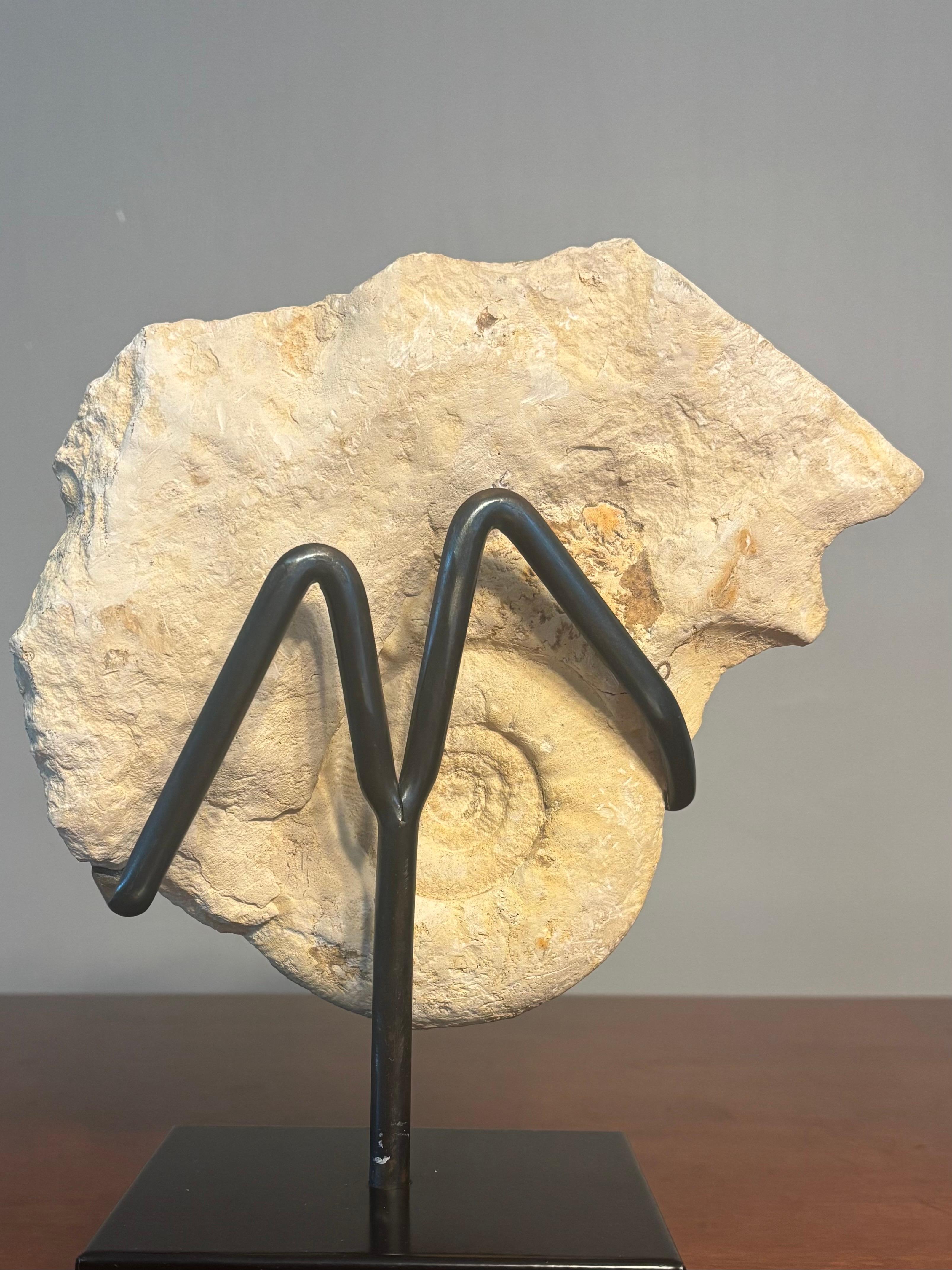 18th Century and Earlier Ammonite Fossil Cluster on Metal Stand. For Sale