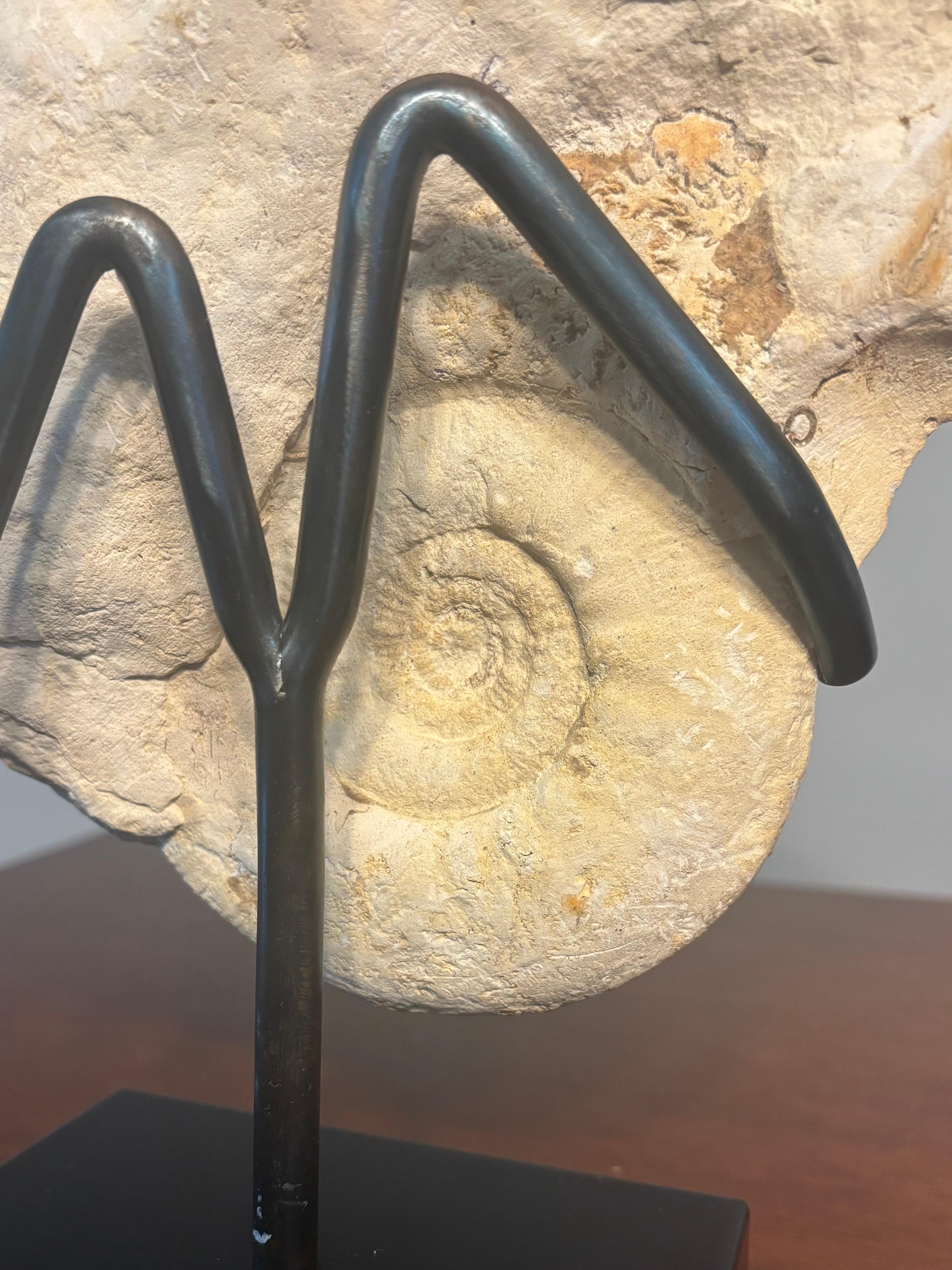 Ammonite Fossil Cluster on Metal Stand. For Sale 1