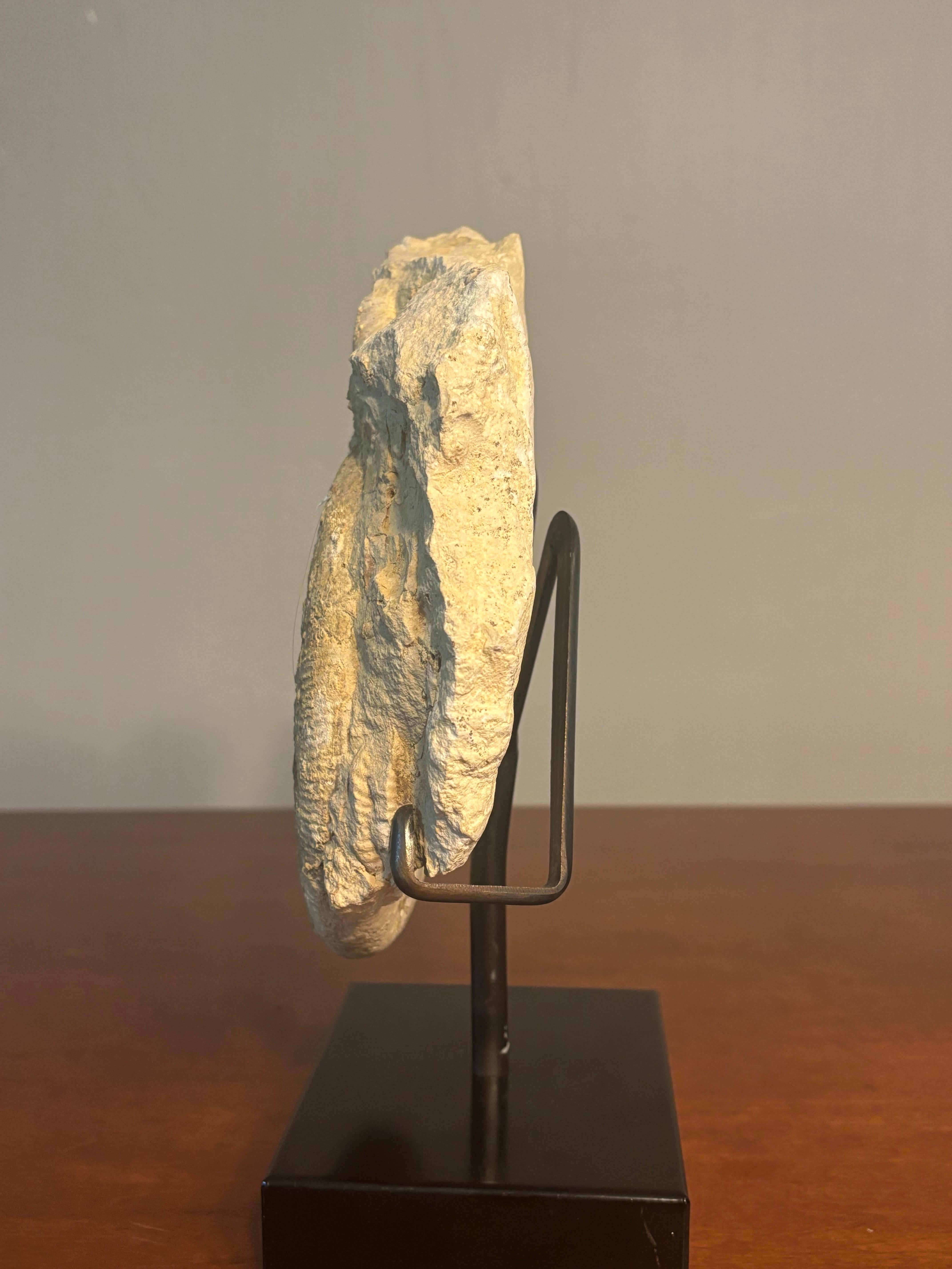 Ammonite Fossil Cluster on Metal Stand. For Sale 3