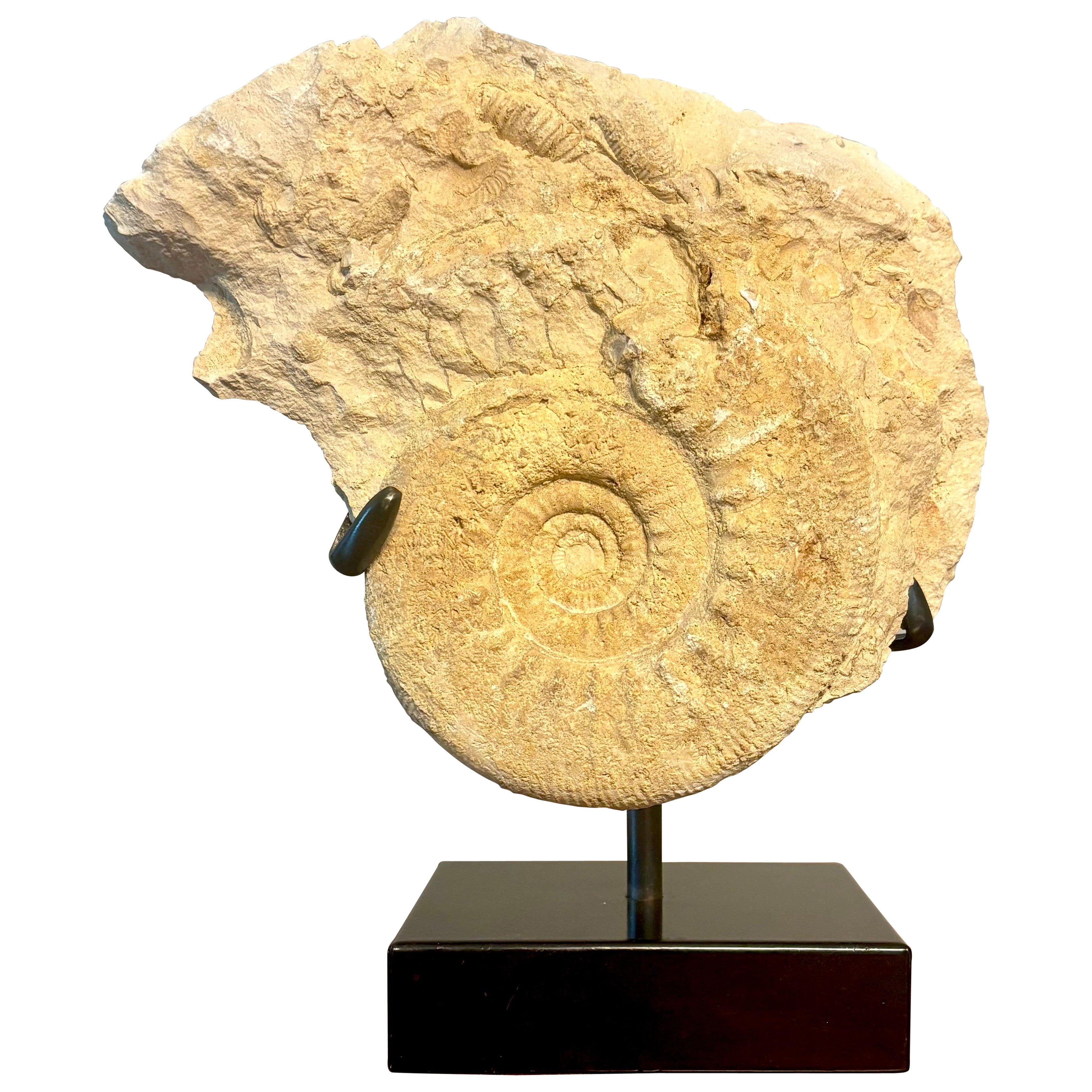 Ammonite Fossil Cluster on Metal Stand. For Sale