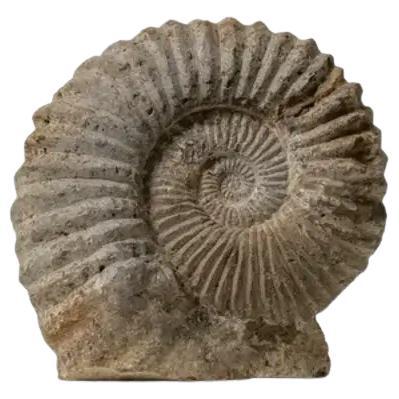 Ammonite Fossil For Sale