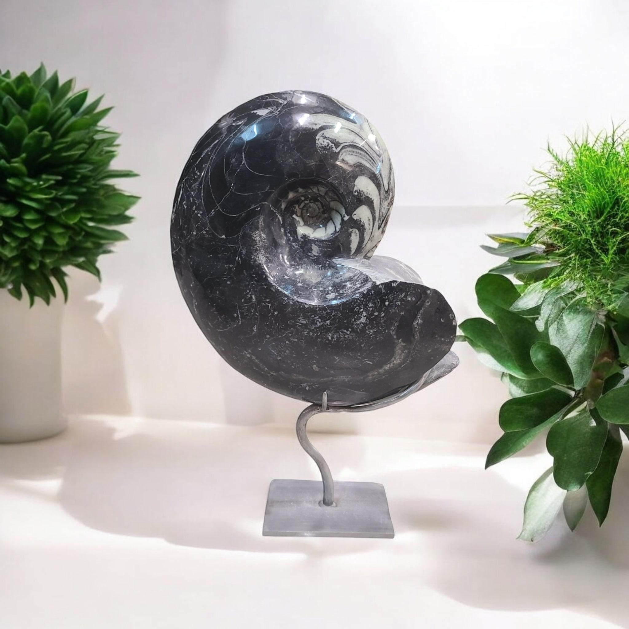 Ce fossile d'ammonite, nommé Goniatite, en provenance du Maroc, est présenté sur un support unique et personnalisé, conçu pour être esthétique et discret.

L'ammonite est polie, montrant un beau contraste noir et blanc.

Ses dimensions de 37 cm de