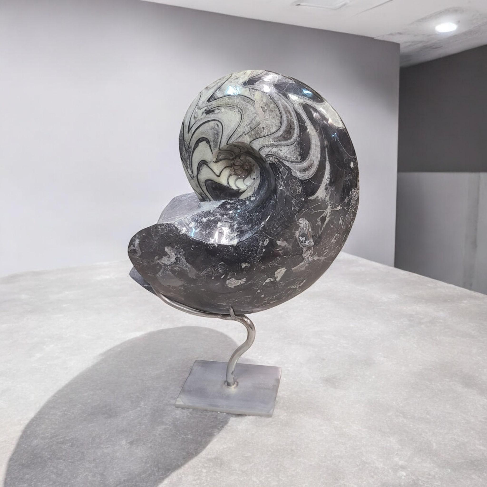 Marocain Fossile d'ammonite : goniatite du Maroc, sur stand personnalisé