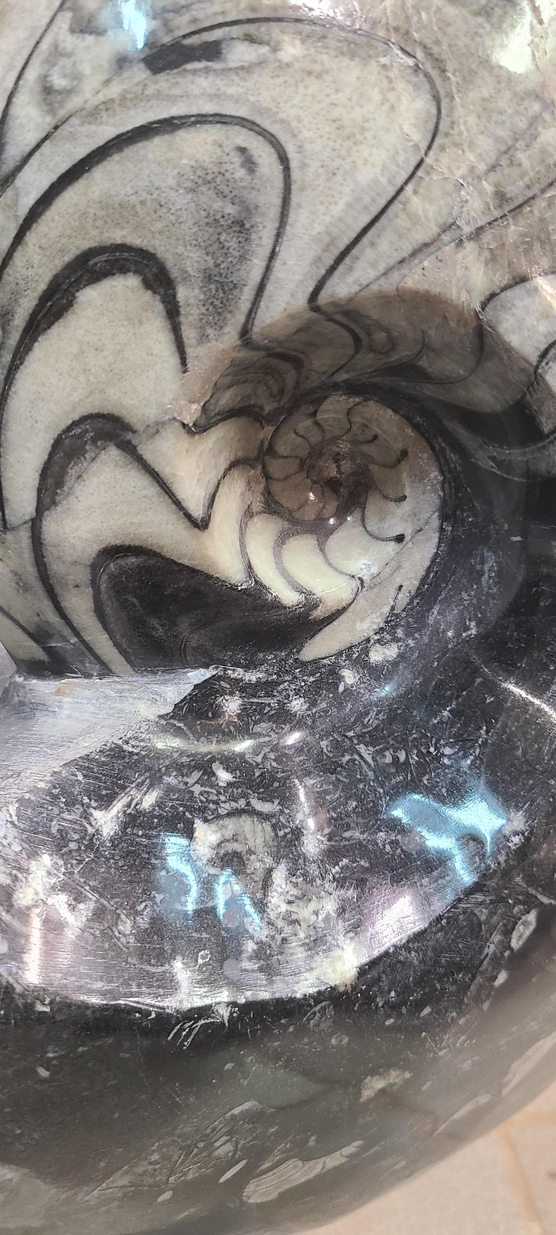 Fossile d'ammonite : goniatite du Maroc, sur stand personnalisé Neuf à MARSEILLE, FR