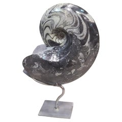 Fossile d'ammonite : goniatite du Maroc, sur stand personnalisé