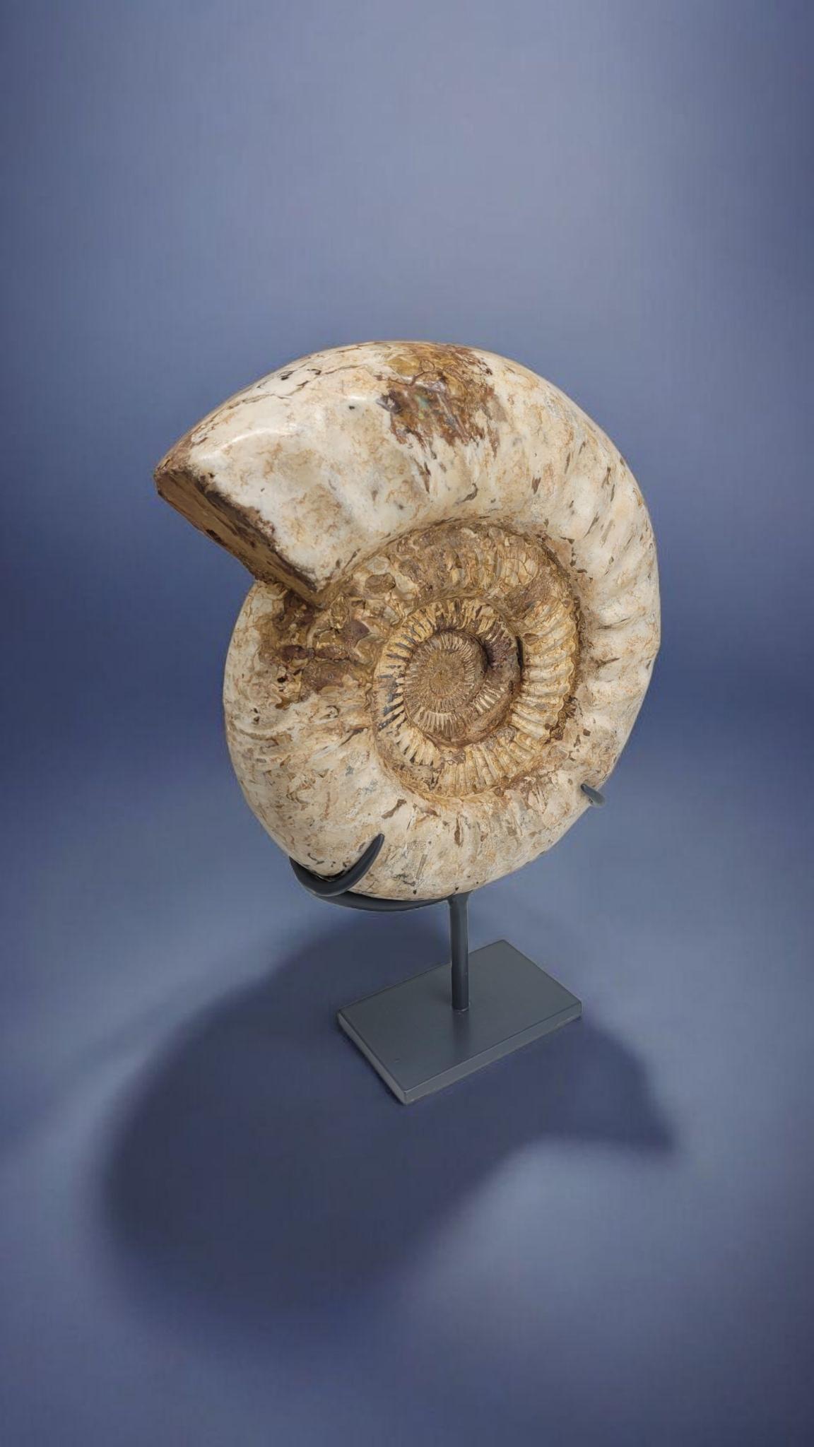 Contemporary Ammonite Fossil : Kranaosphinctes, from Madagascar For Sale