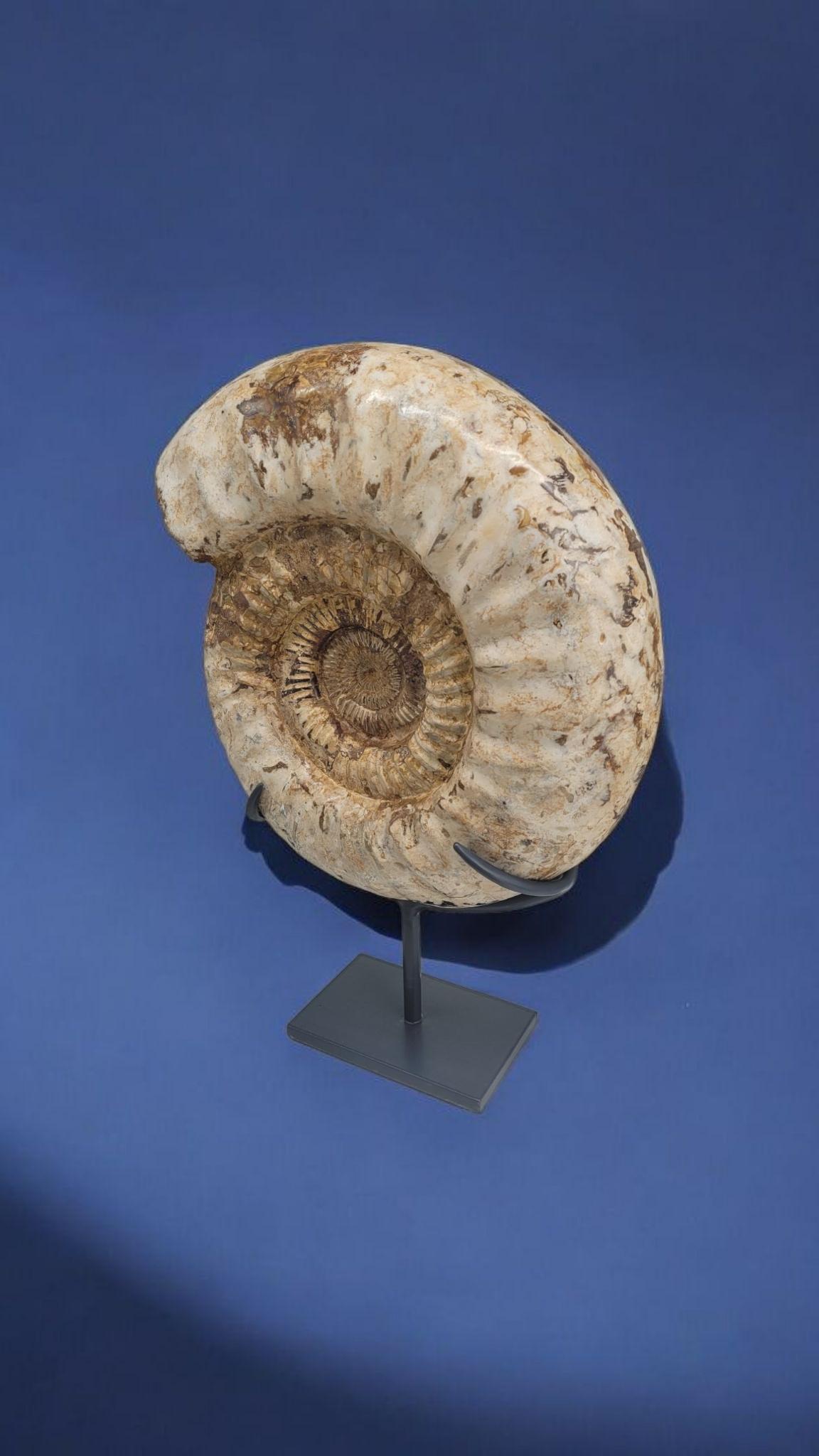 Stone Ammonite Fossil : Kranaosphinctes, from Madagascar For Sale
