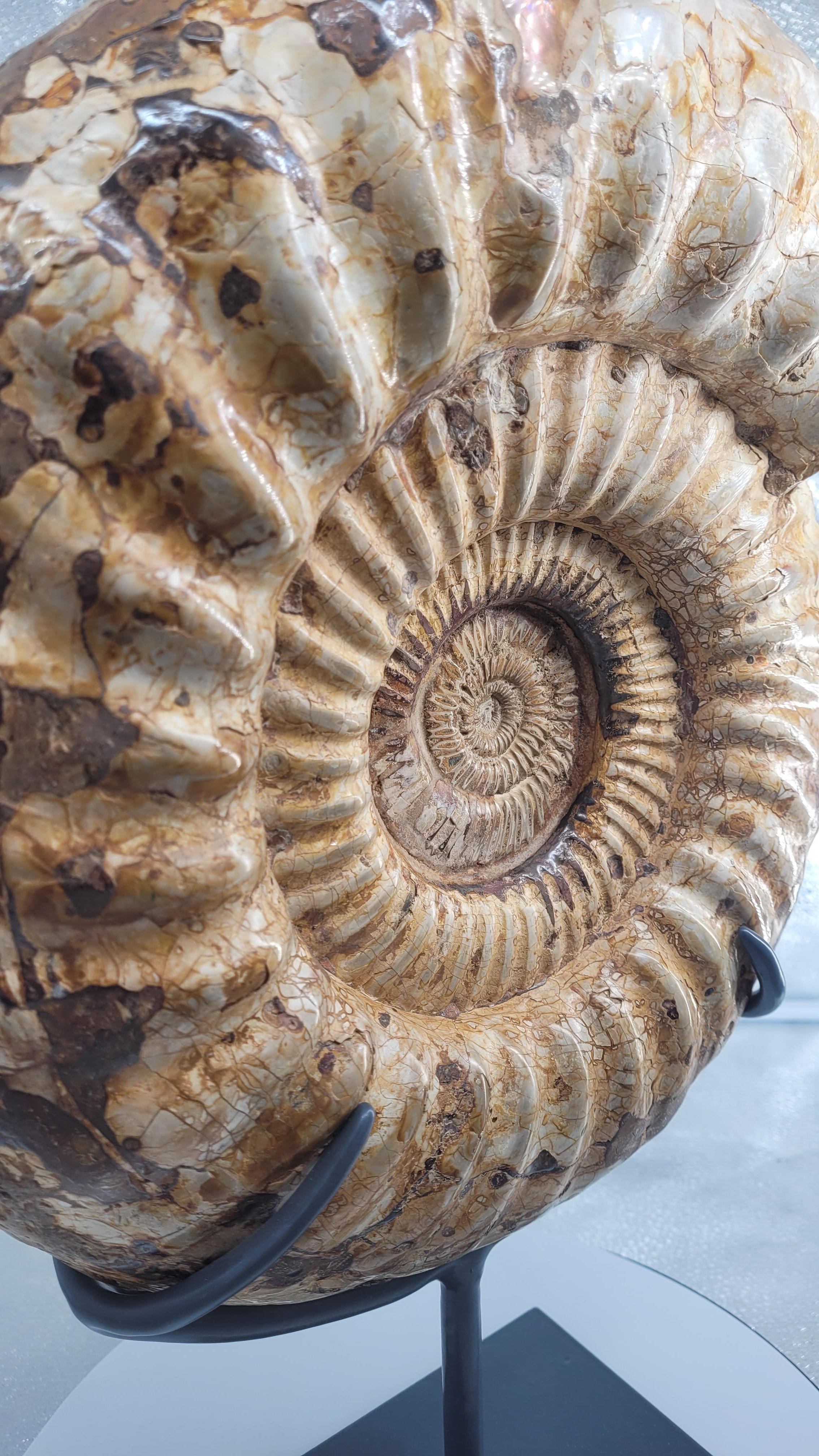 Ammonite Fossil : Kranaosphinctes, from Madagascar For Sale 1