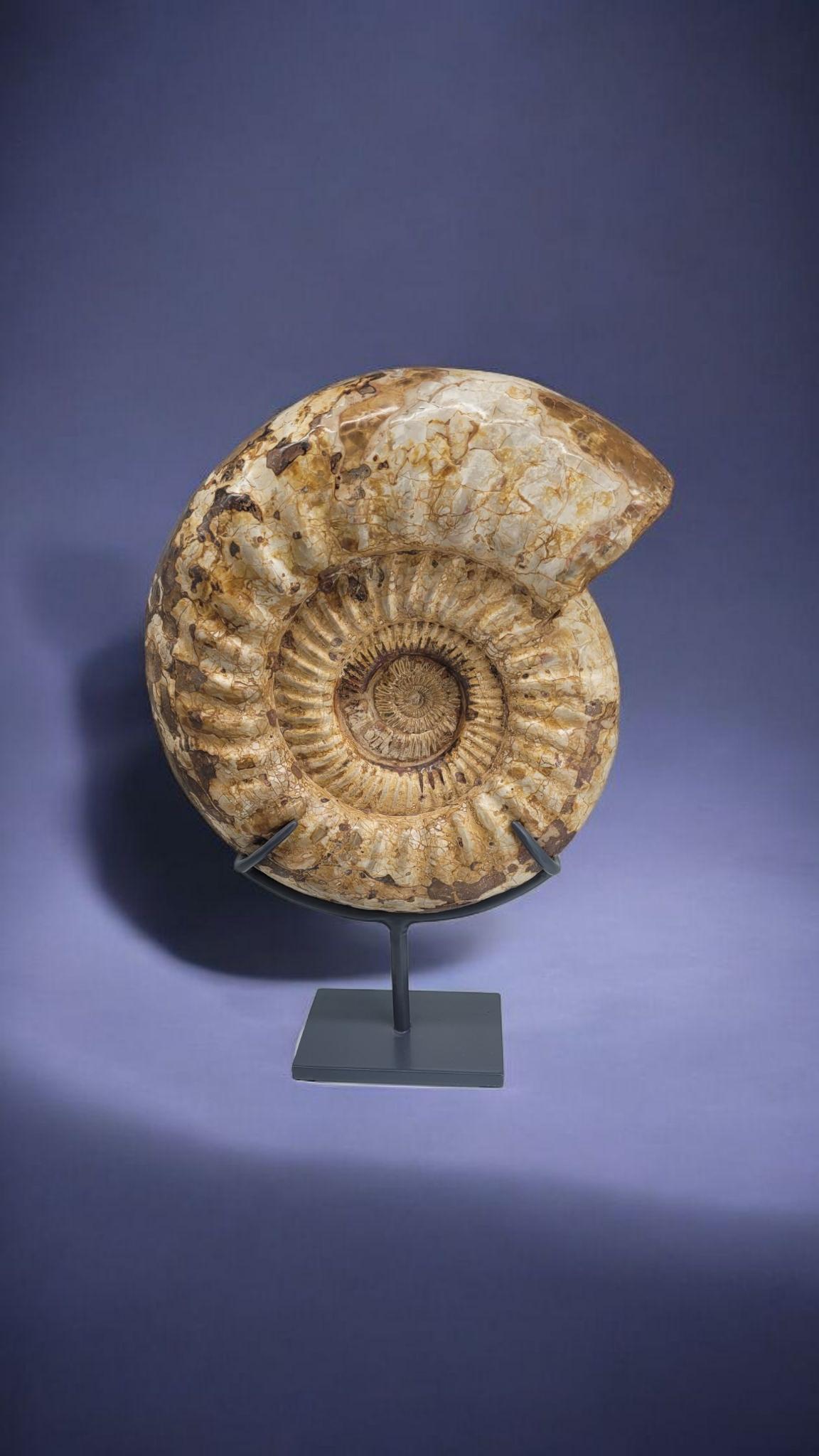 This fossil ammonite specimen, named Kranaosphinctes, is from Madagascar. 
It is a little one (36cm diameter, knowing it can go wider than 50cm).

They were found alive during the cretaceous era (-65 to -85 millions years)