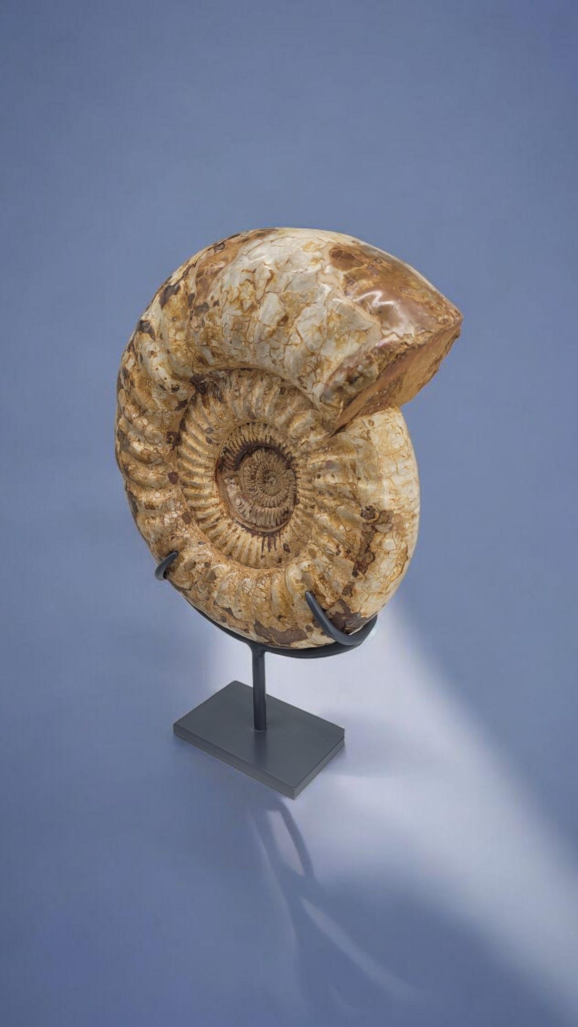 Malagasy Ammonite Fossil : Kranaosphinctes, from Madagascar For Sale