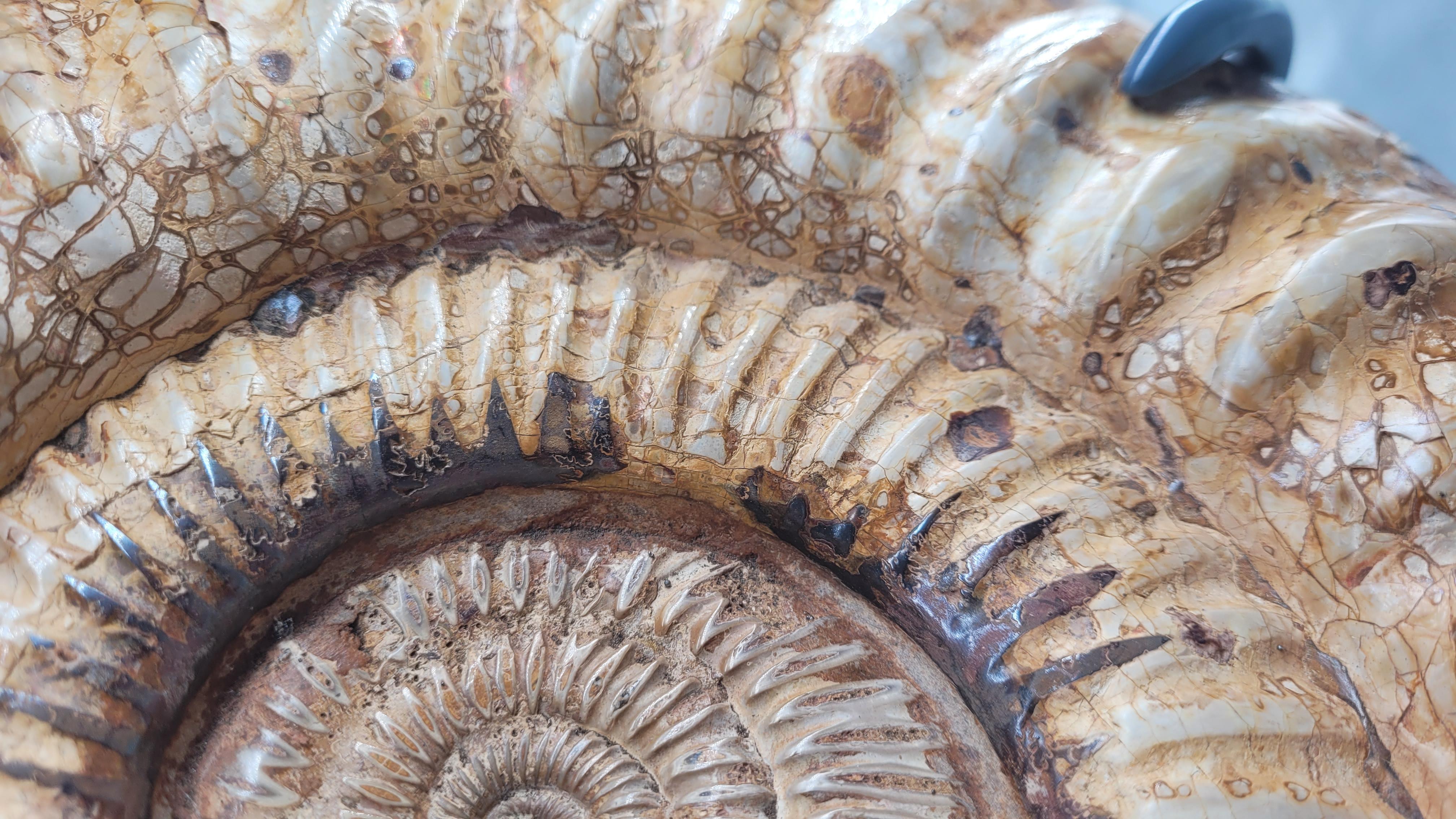 Ammonite Fossil : Kranaosphinctes, from Madagascar For Sale 2