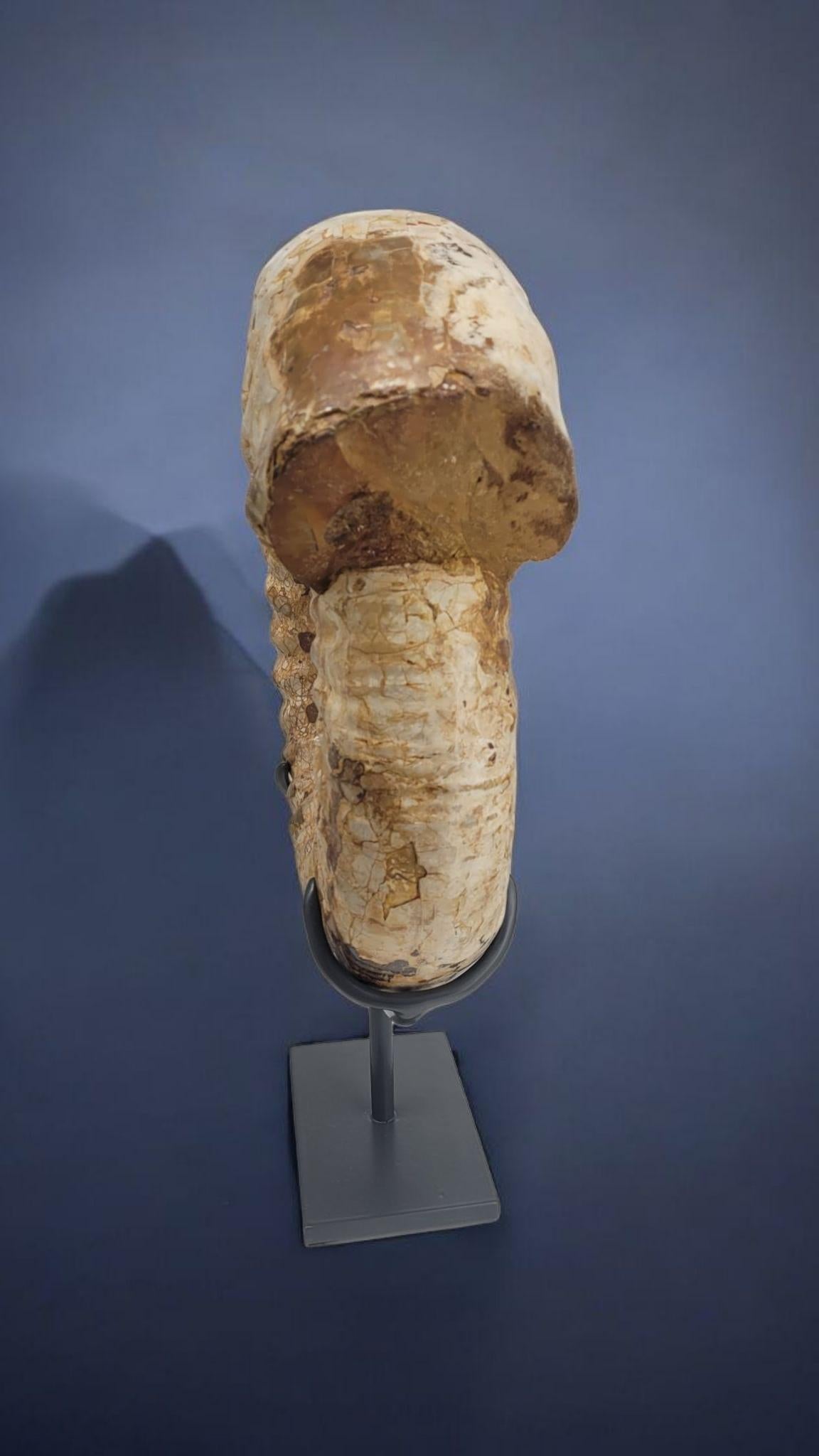 Ammonite Fossil : Kranaosphinctes, from Madagascar In New Condition For Sale In MARSEILLE, FR
