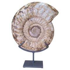 Ammonite : Kranaosphinctes, de Madagascar