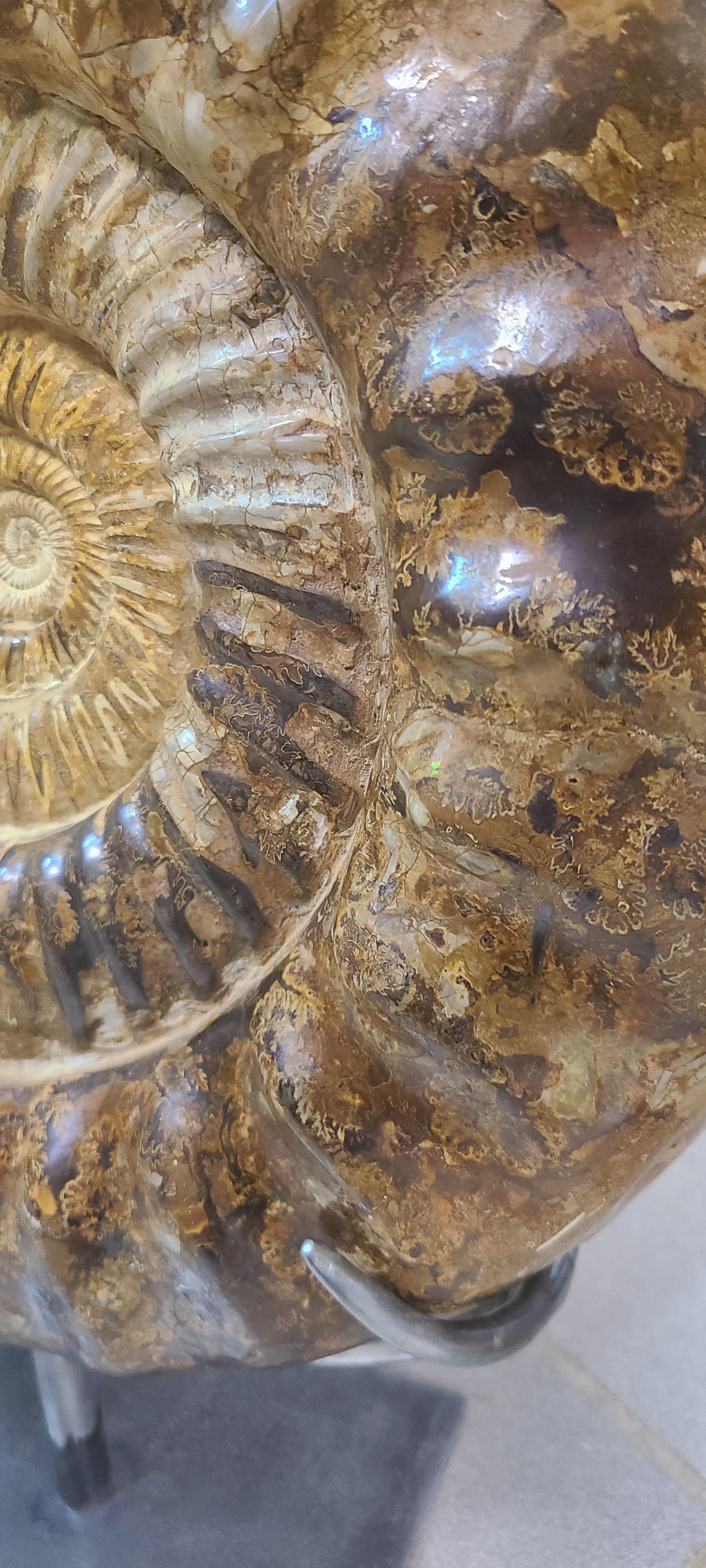 Ammonite fossil : Kranaosphinctes. On custom steel claw stand In New Condition For Sale In MARSEILLE, FR