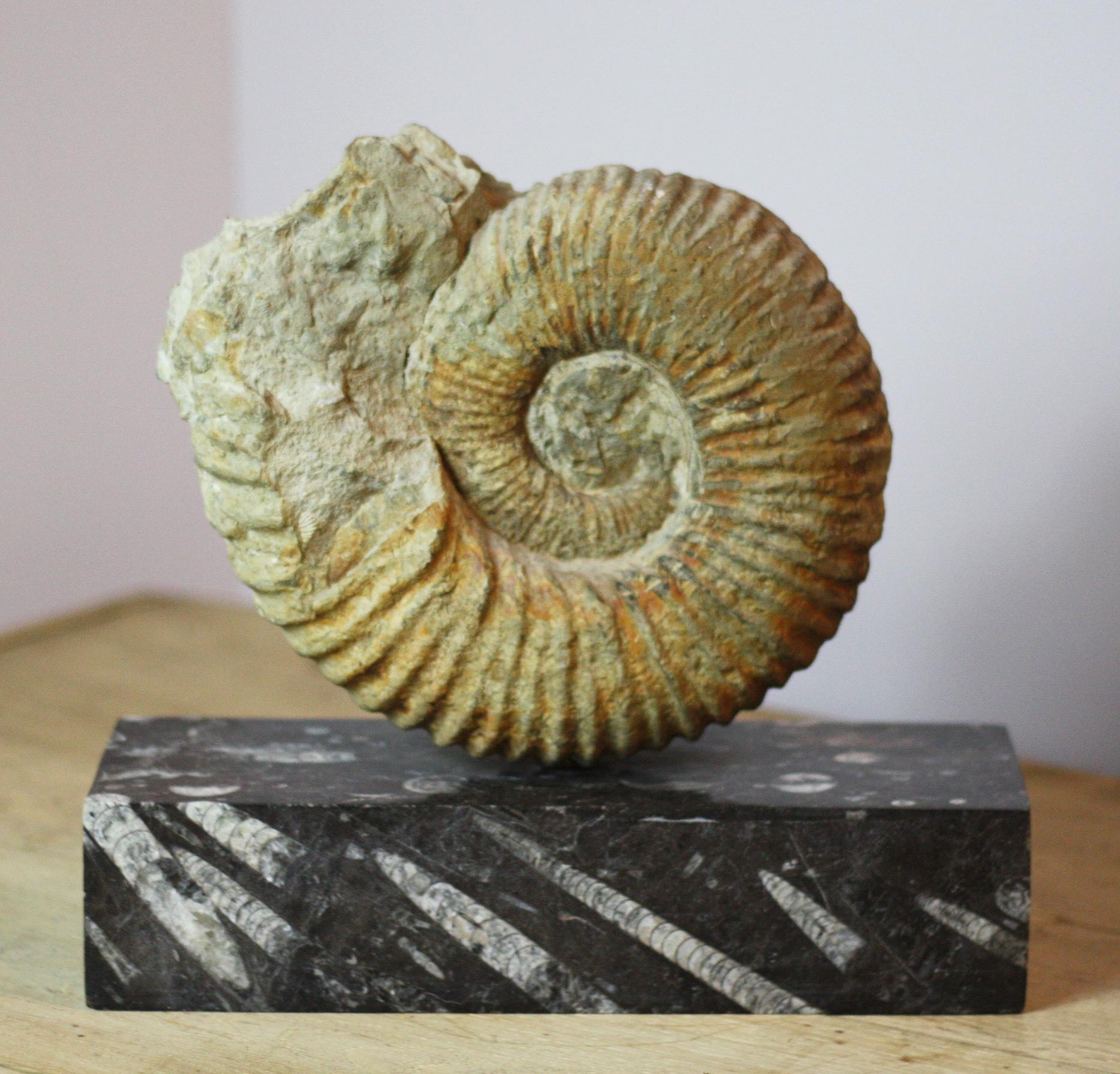 Wonderful large ammonite fossil from Morocco on stunning fossil base - rare and interesting in excellent preservation