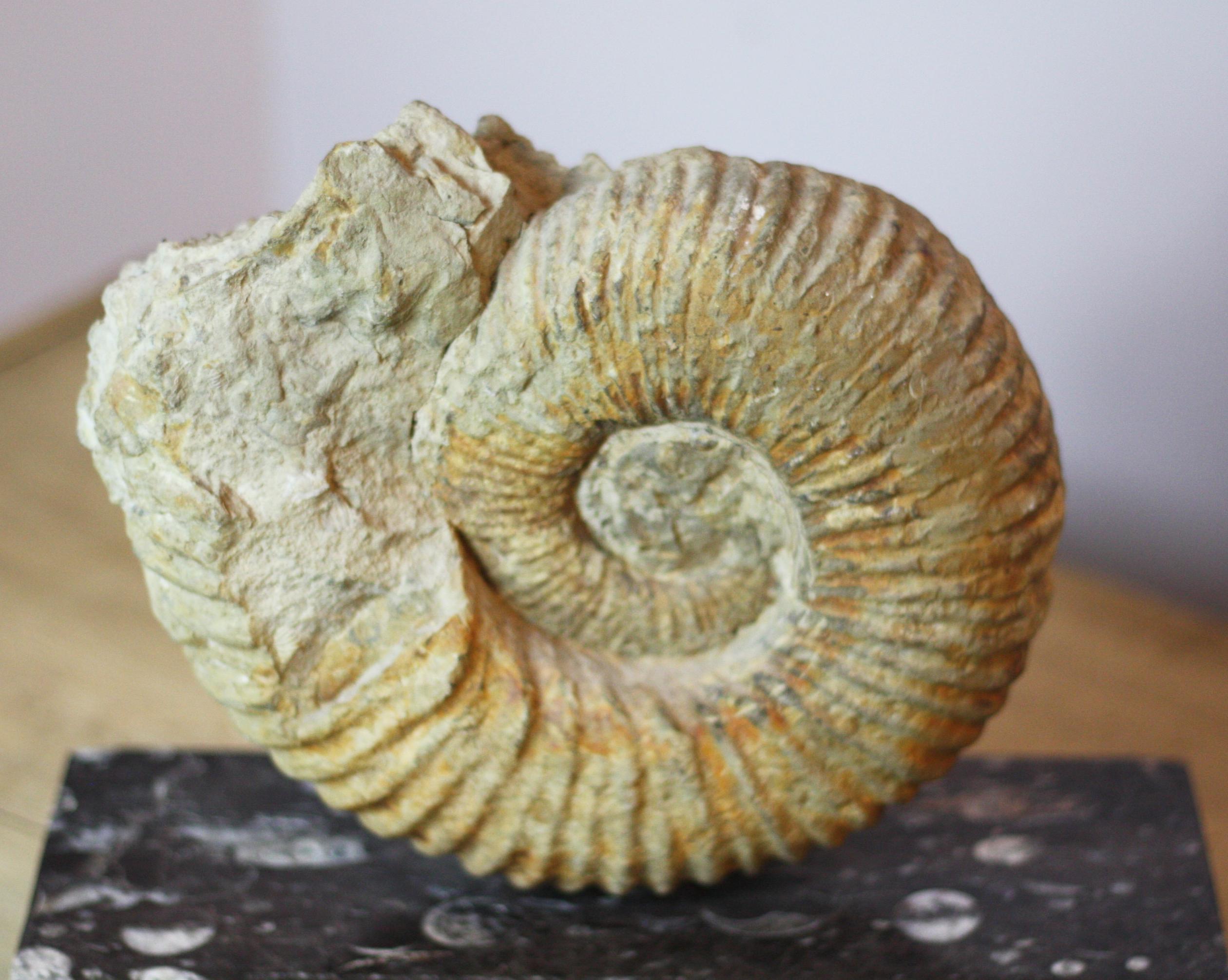 Moroccan Ammonite Fossil on a Rectangular Fossil Base For Sale