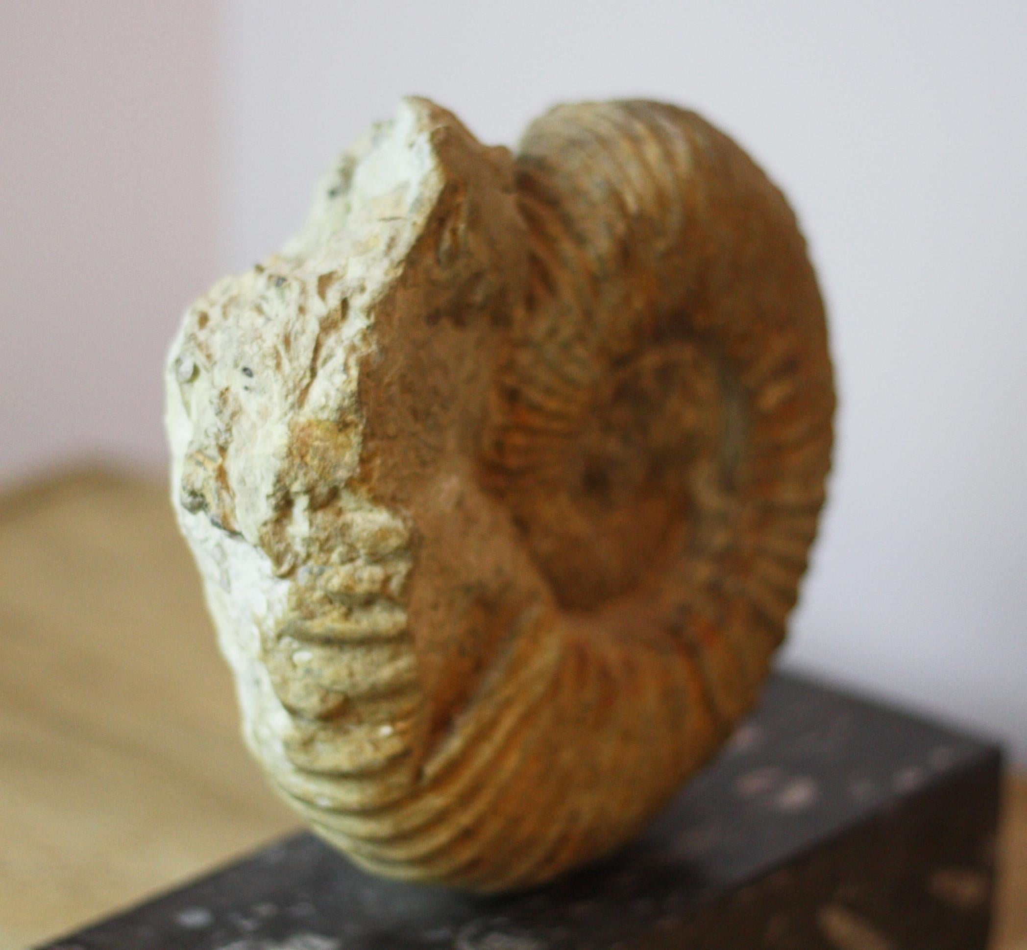 Ammonite Fossil on a Rectangular Fossil Base In Good Condition For Sale In Tetbury, Gloucestershire