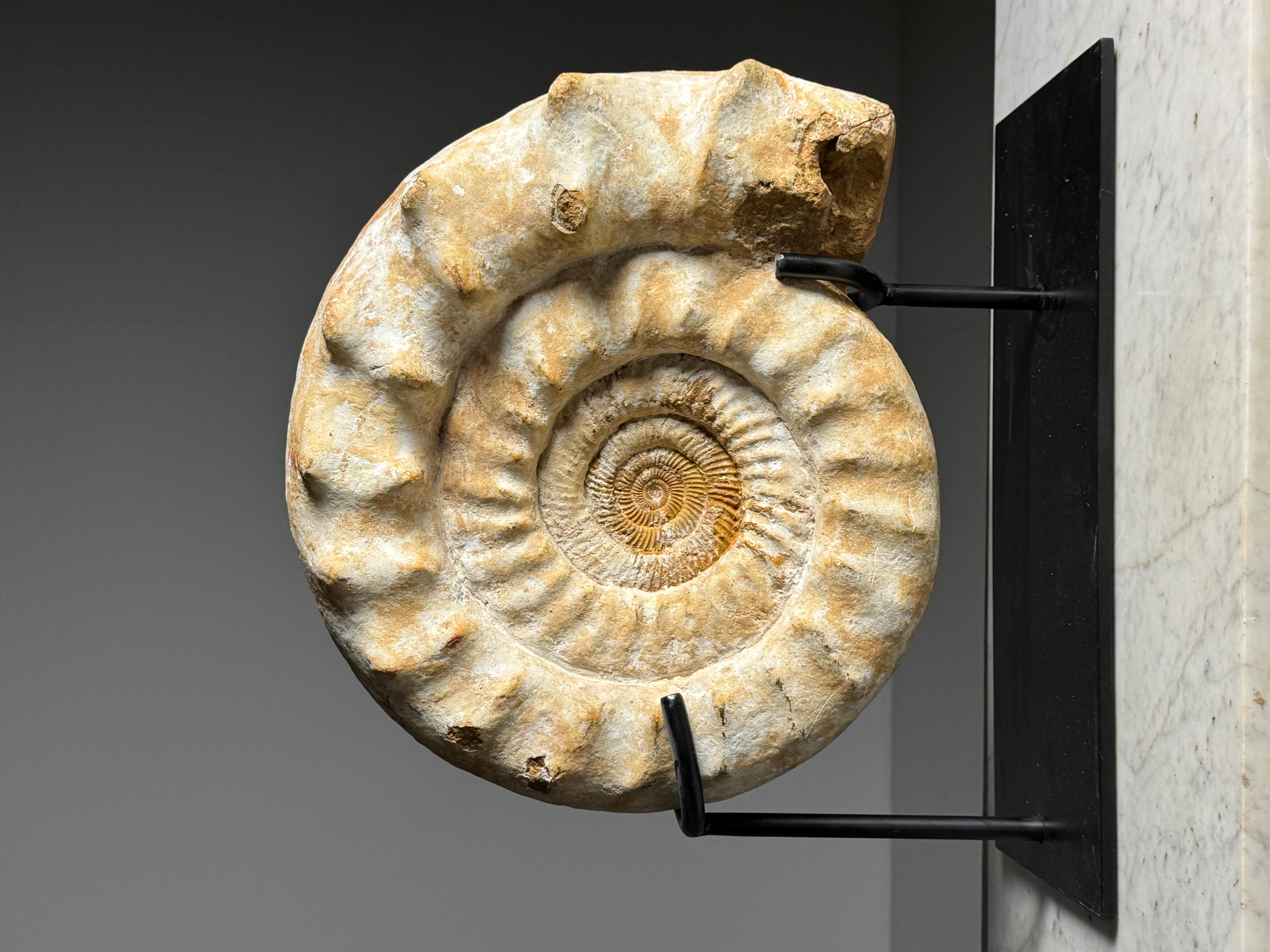 Ammonite Fossil on Stand For Sale 5