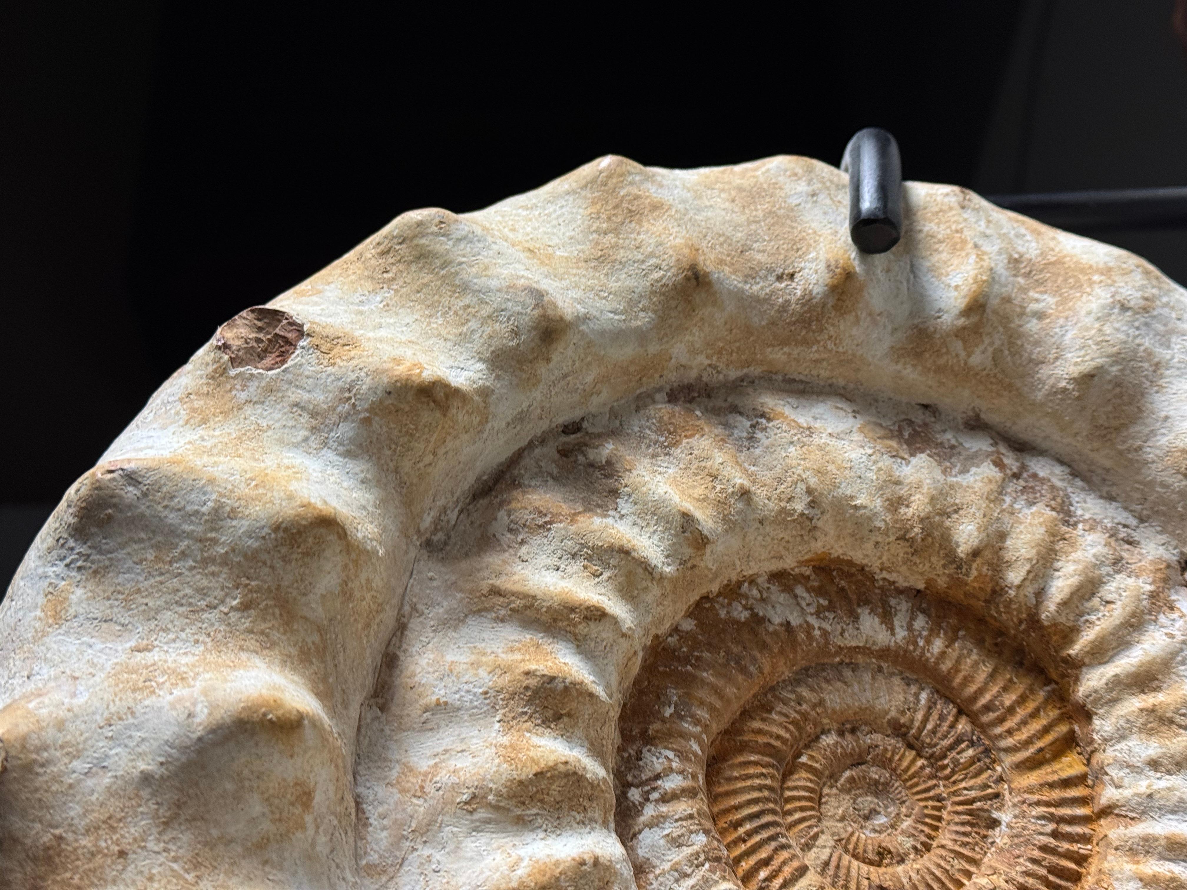 Ammonite Fossil on Stand In Good Condition For Sale In MILL, NL