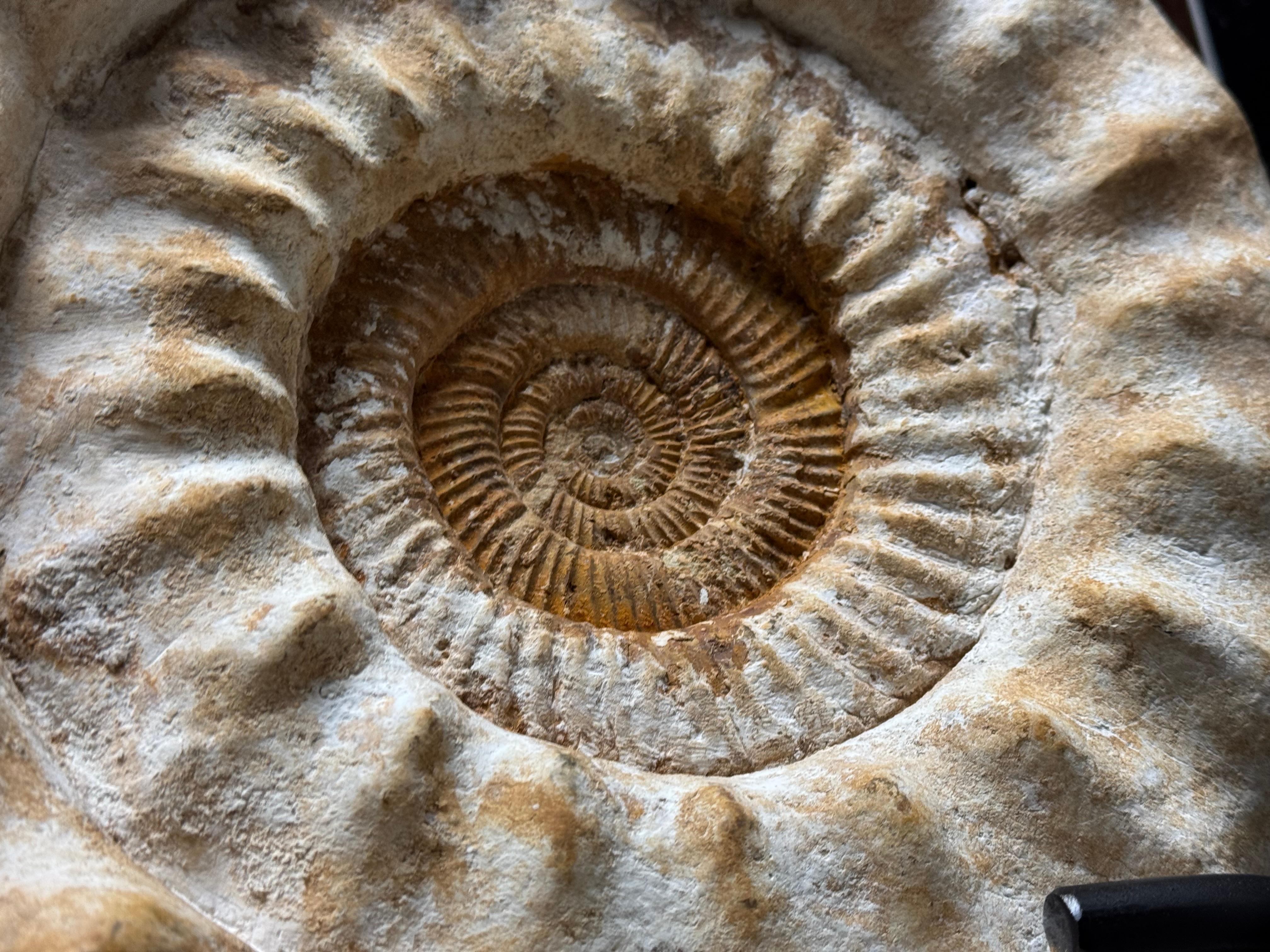 18th Century and Earlier Ammonite Fossil on Stand For Sale