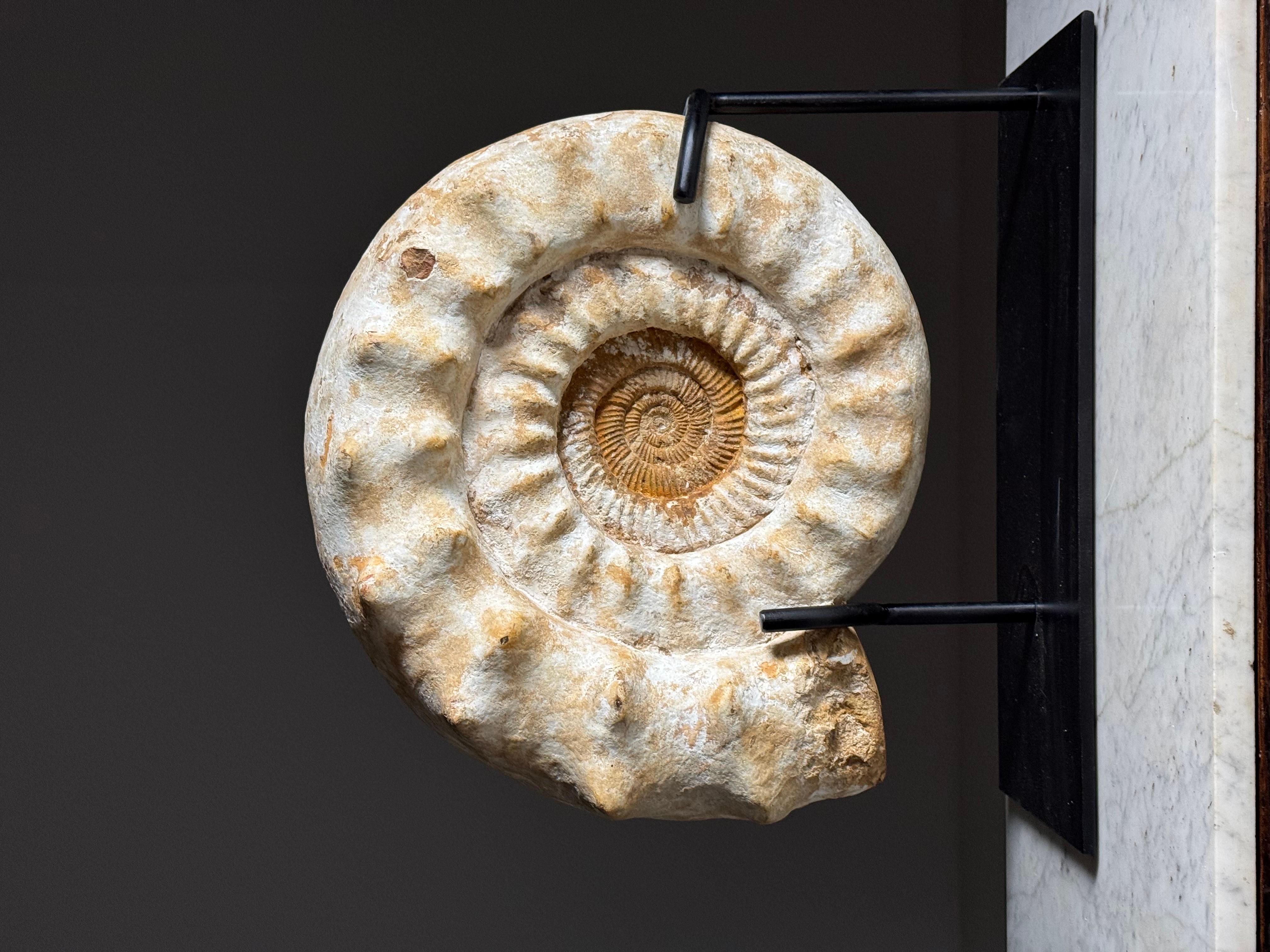 Ammonite Fossil on Stand For Sale 1