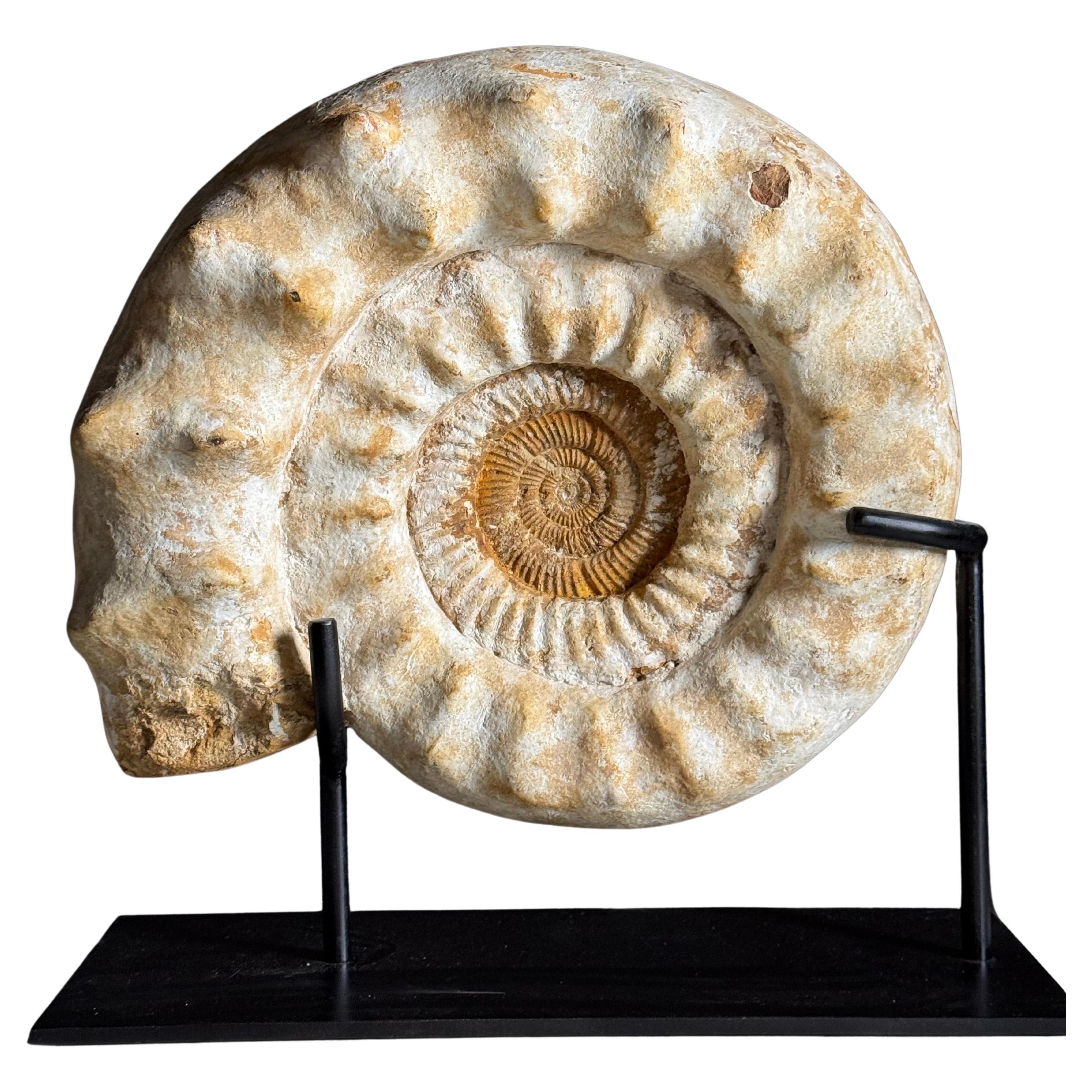 Ammonite Fossil on Stand For Sale