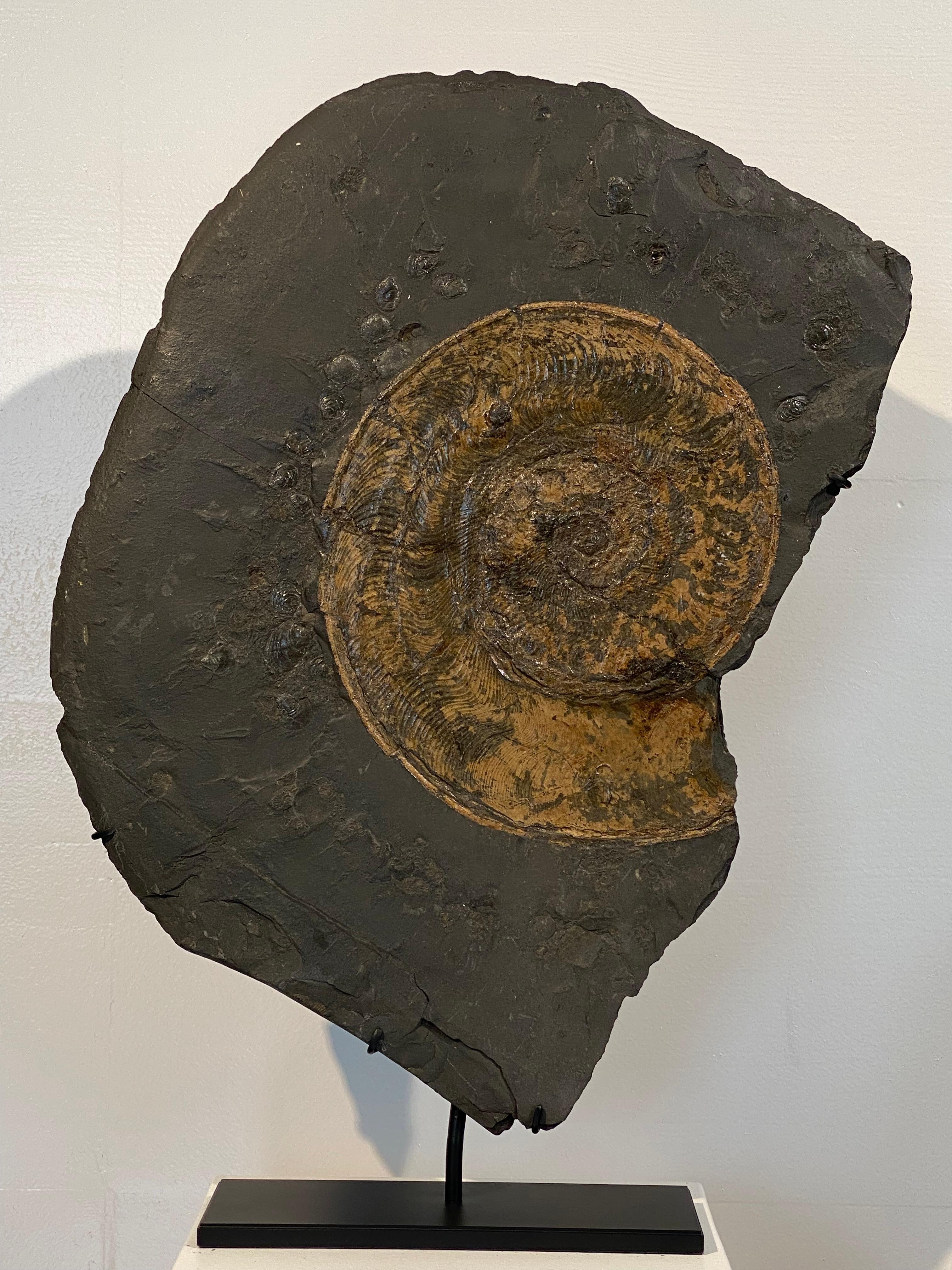 Ammonite Fossil plate from Germany For Sale 4
