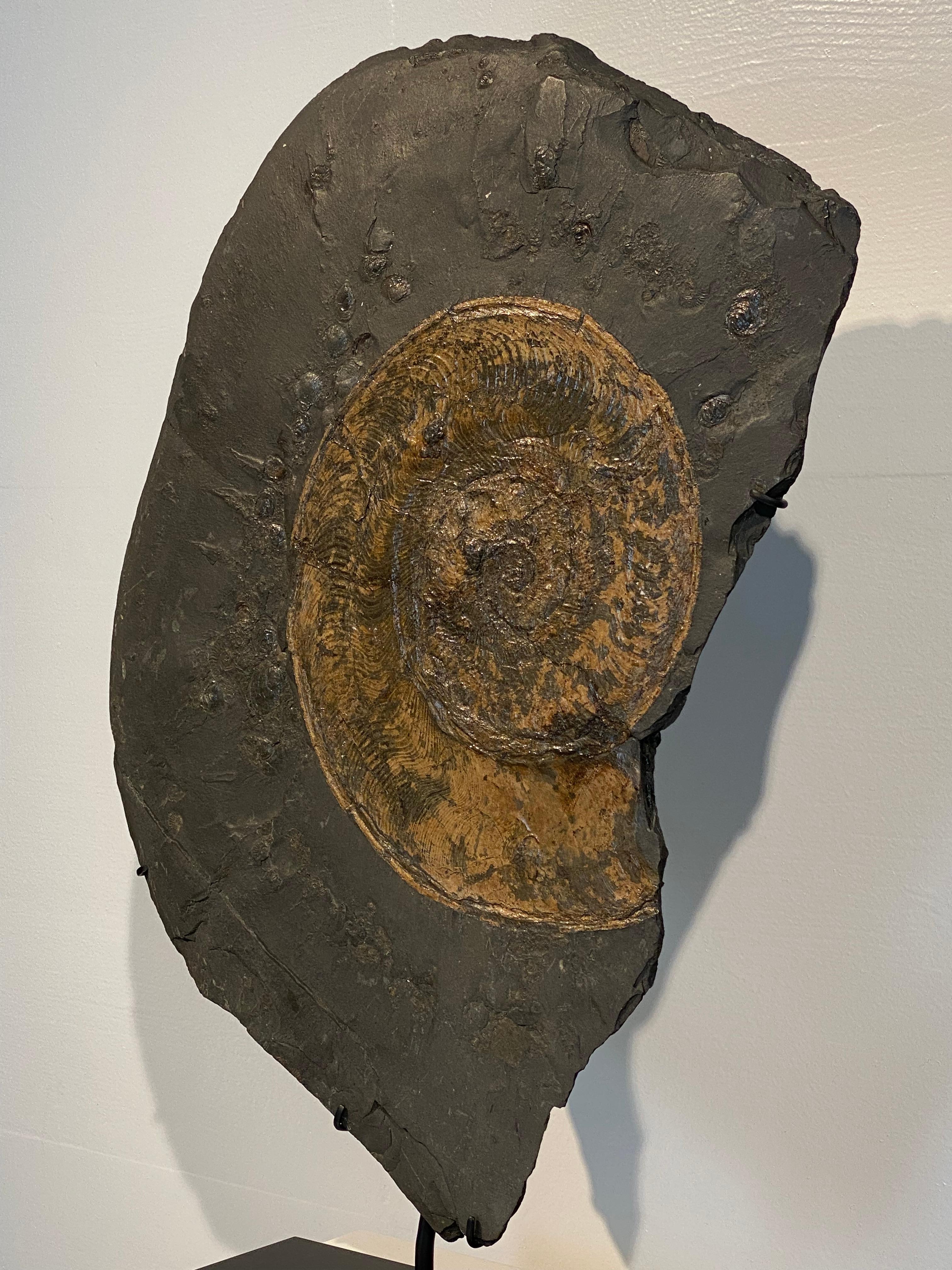 Ammonite Fossil plate from Germany For Sale 5