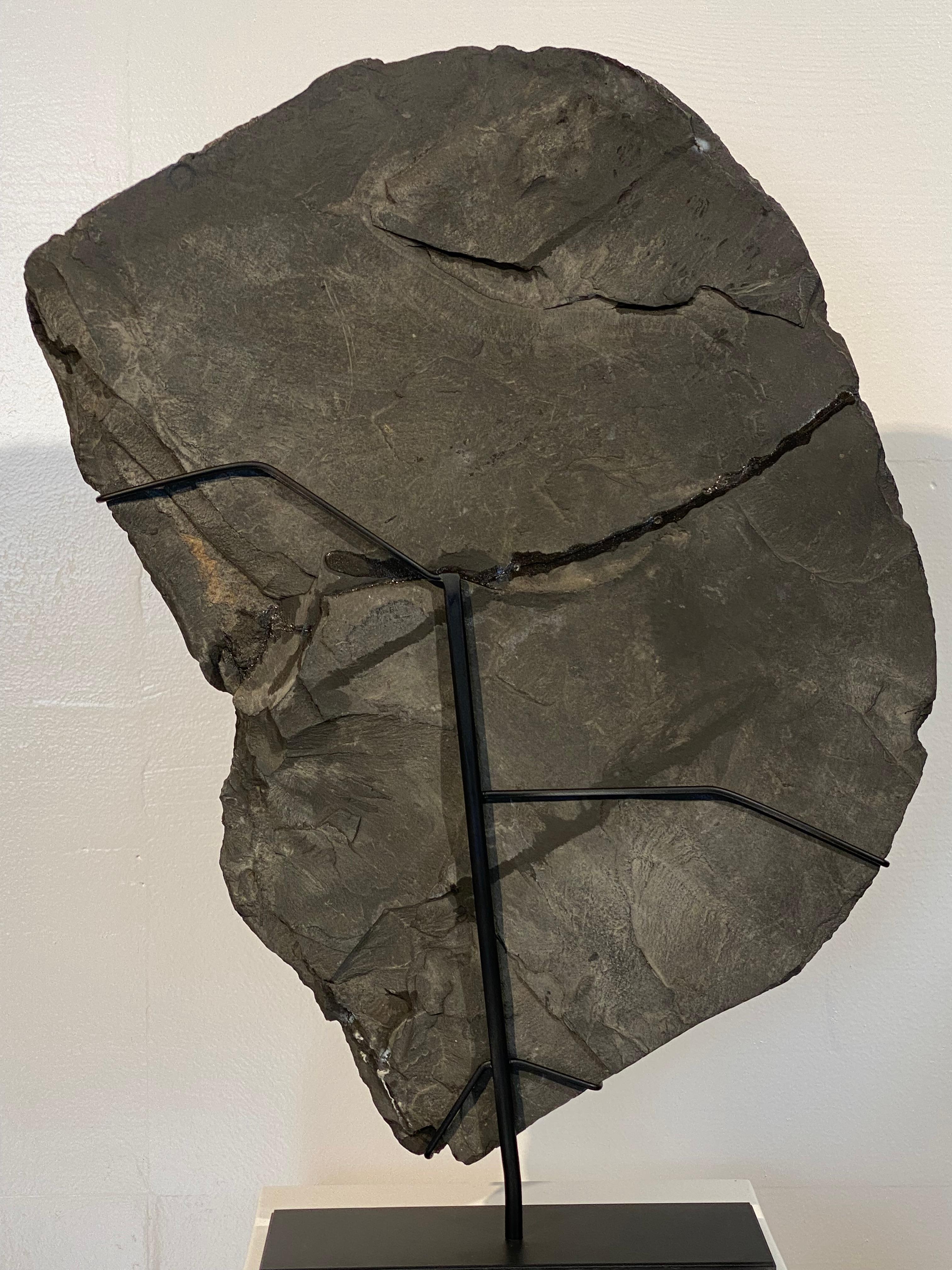 Ammonite Fossil plate from Germany For Sale 6