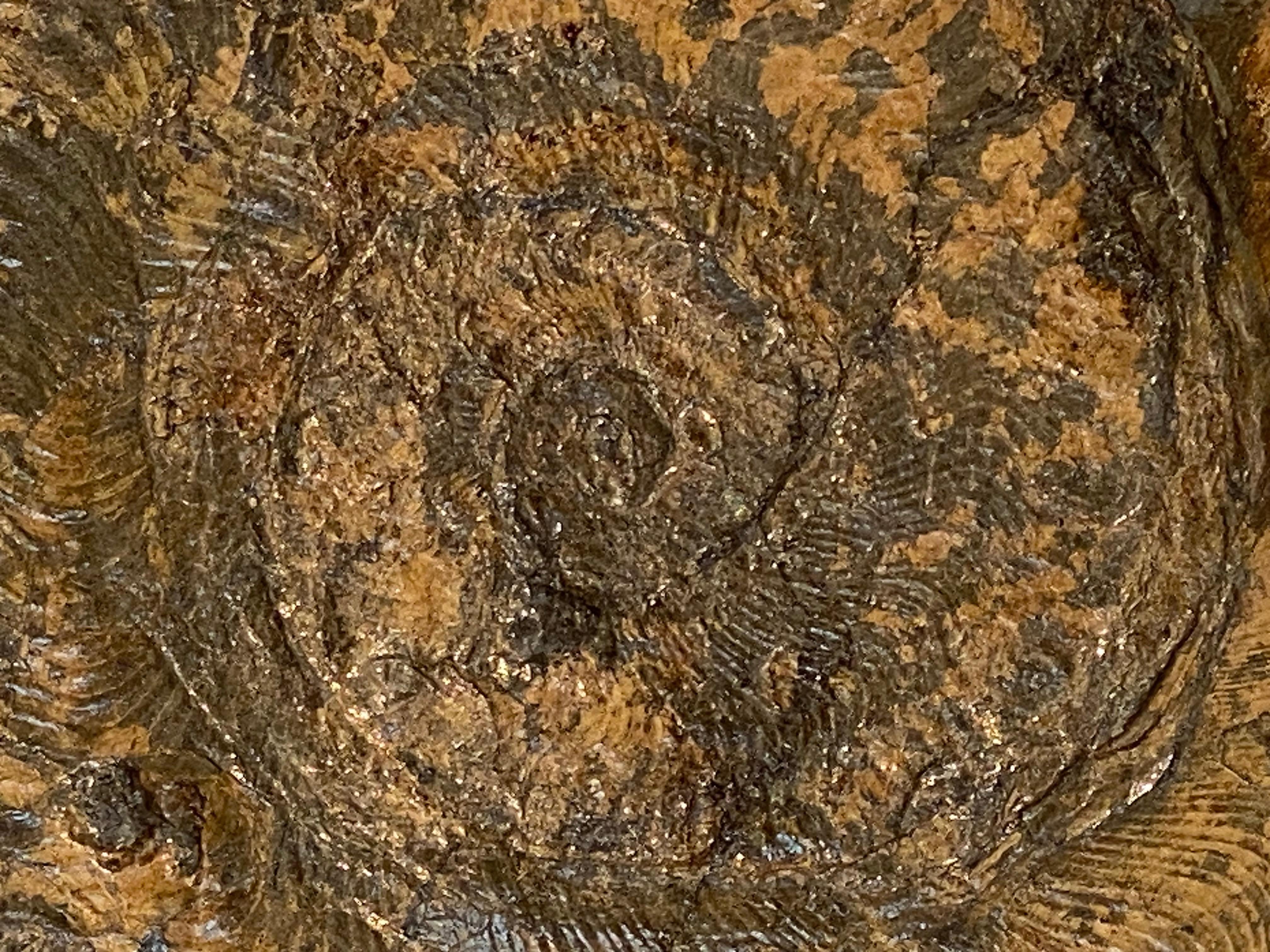 An exceptional Fossil Ammonite plate from Germany,Holzmaden area,
Ammonite Harpoceras,Jura
Jurassic Period, around 180 million Years old,
good patina and shine of the stone,
very decorative object