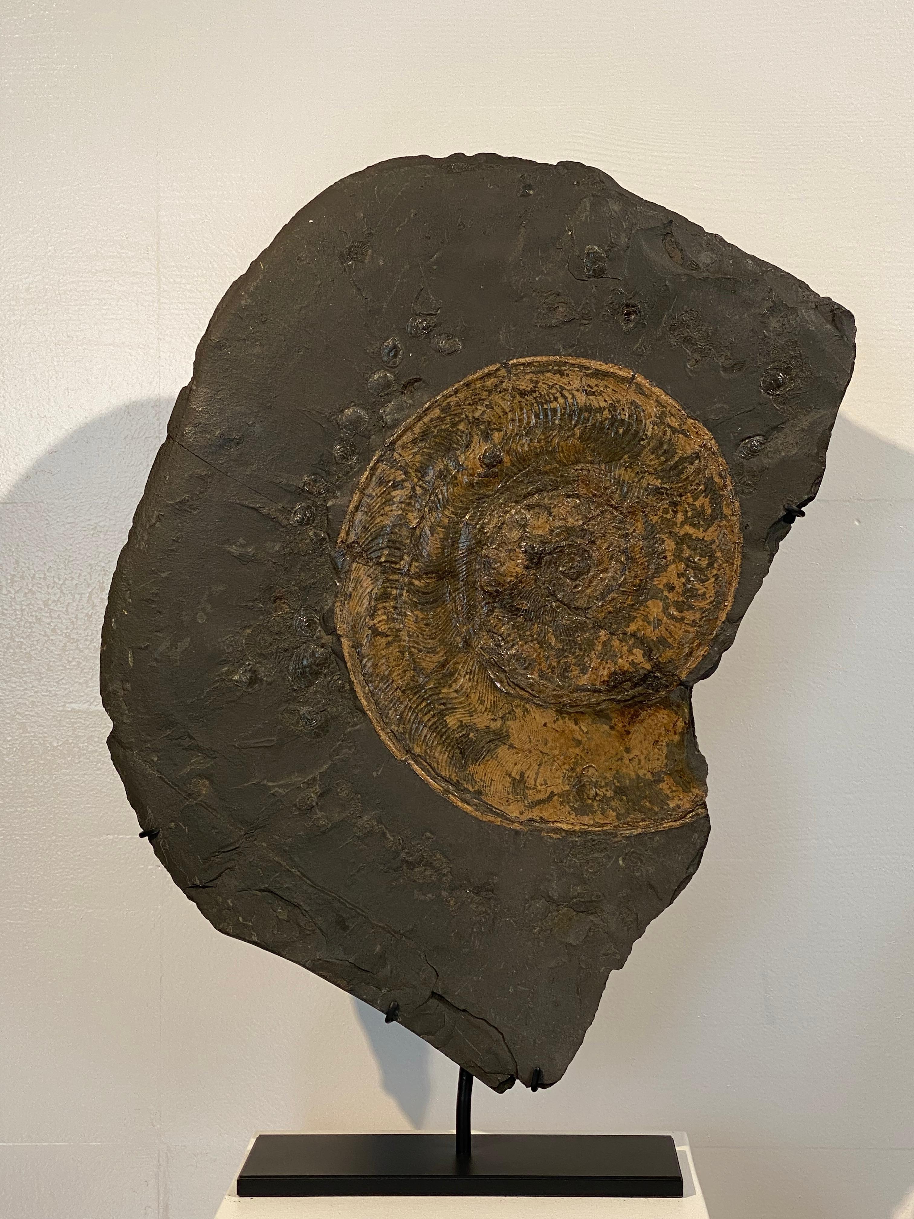 Découpage Ammonite Fossil plate from Germany For Sale