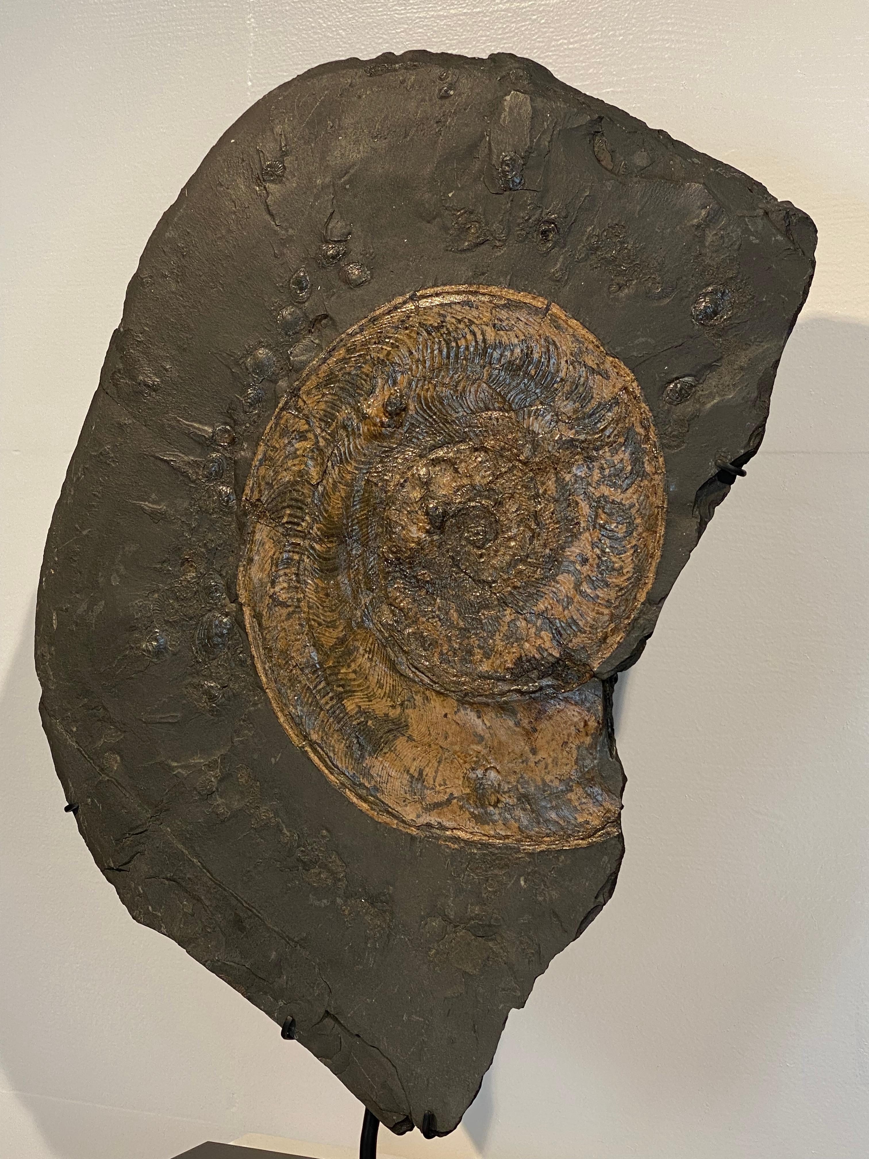 Ammonite Fossil plate from Germany In Good Condition For Sale In Schellebelle, BE