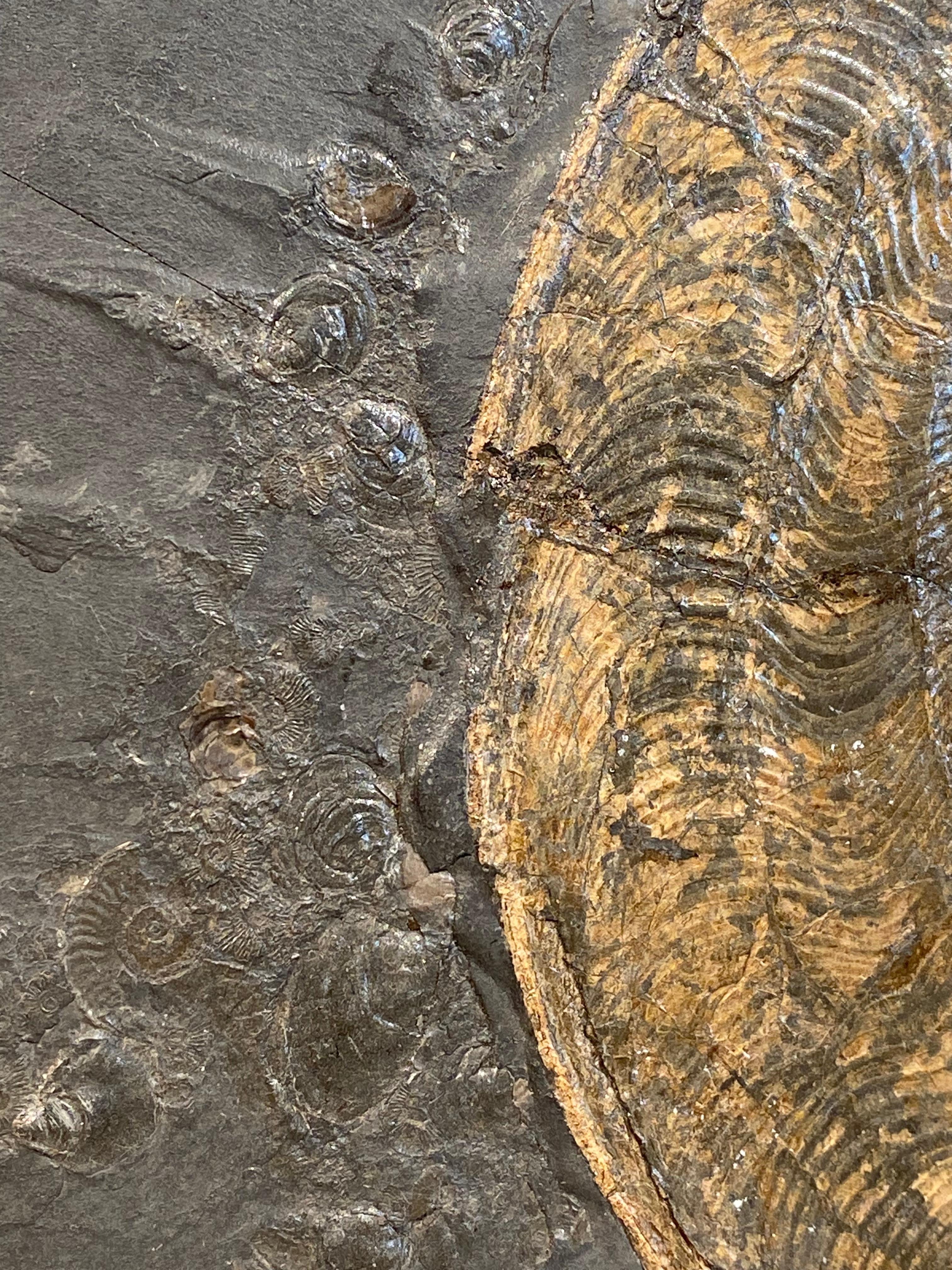 18th Century and Earlier Ammonite Fossil plate from Germany For Sale