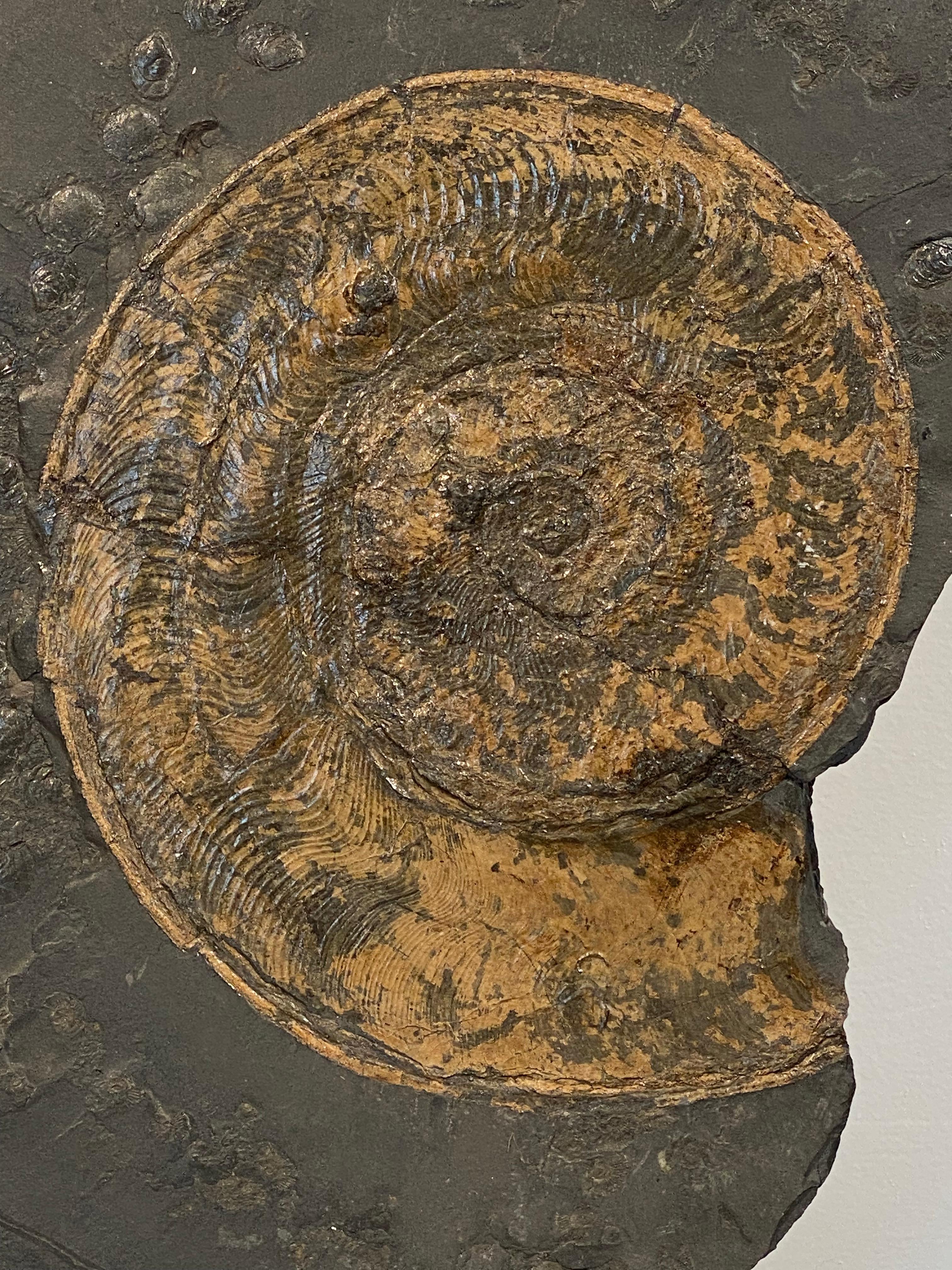 Stone Ammonite Fossil plate from Germany For Sale