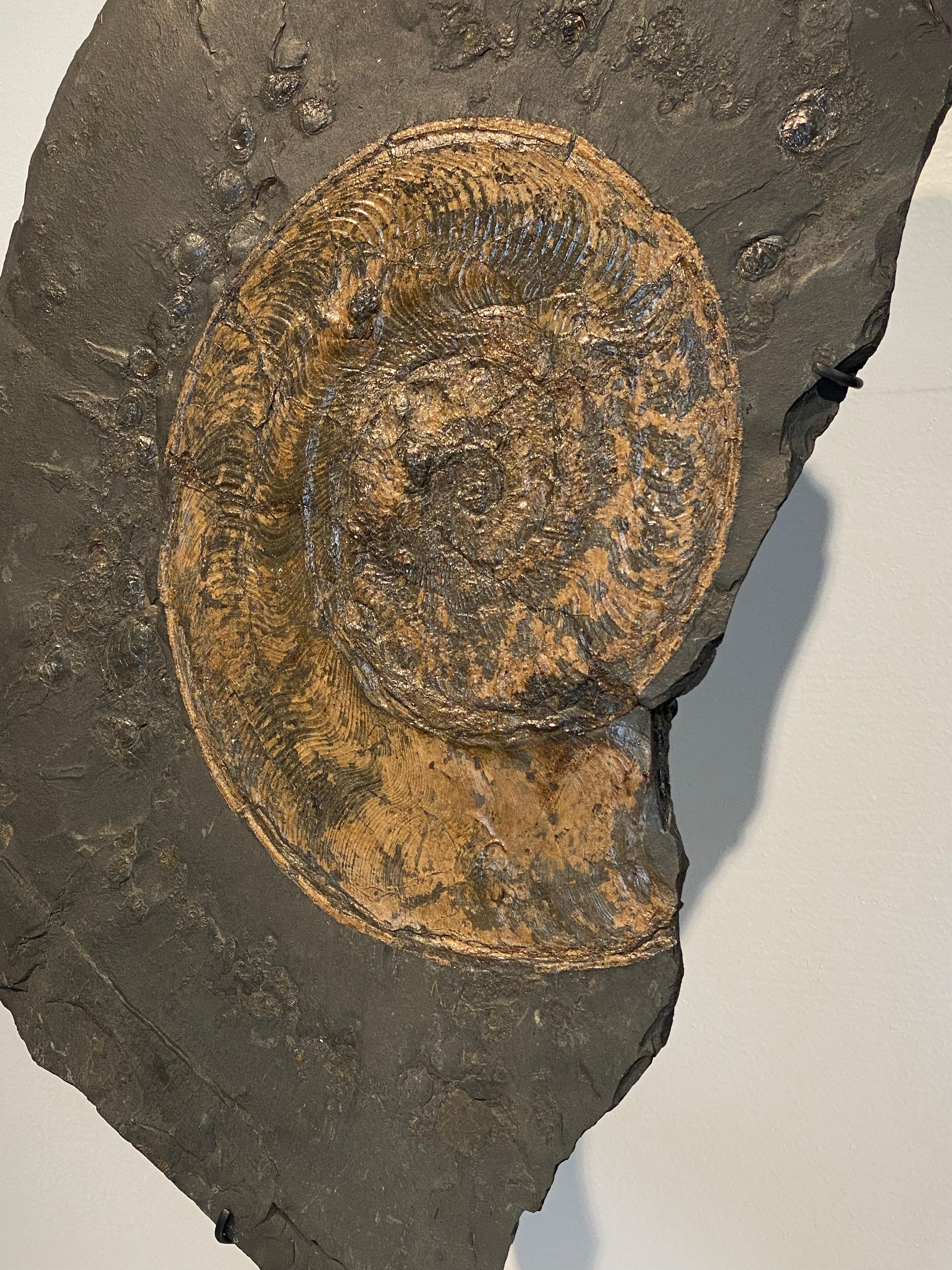 Ammonite Fossil plate from Germany For Sale 1