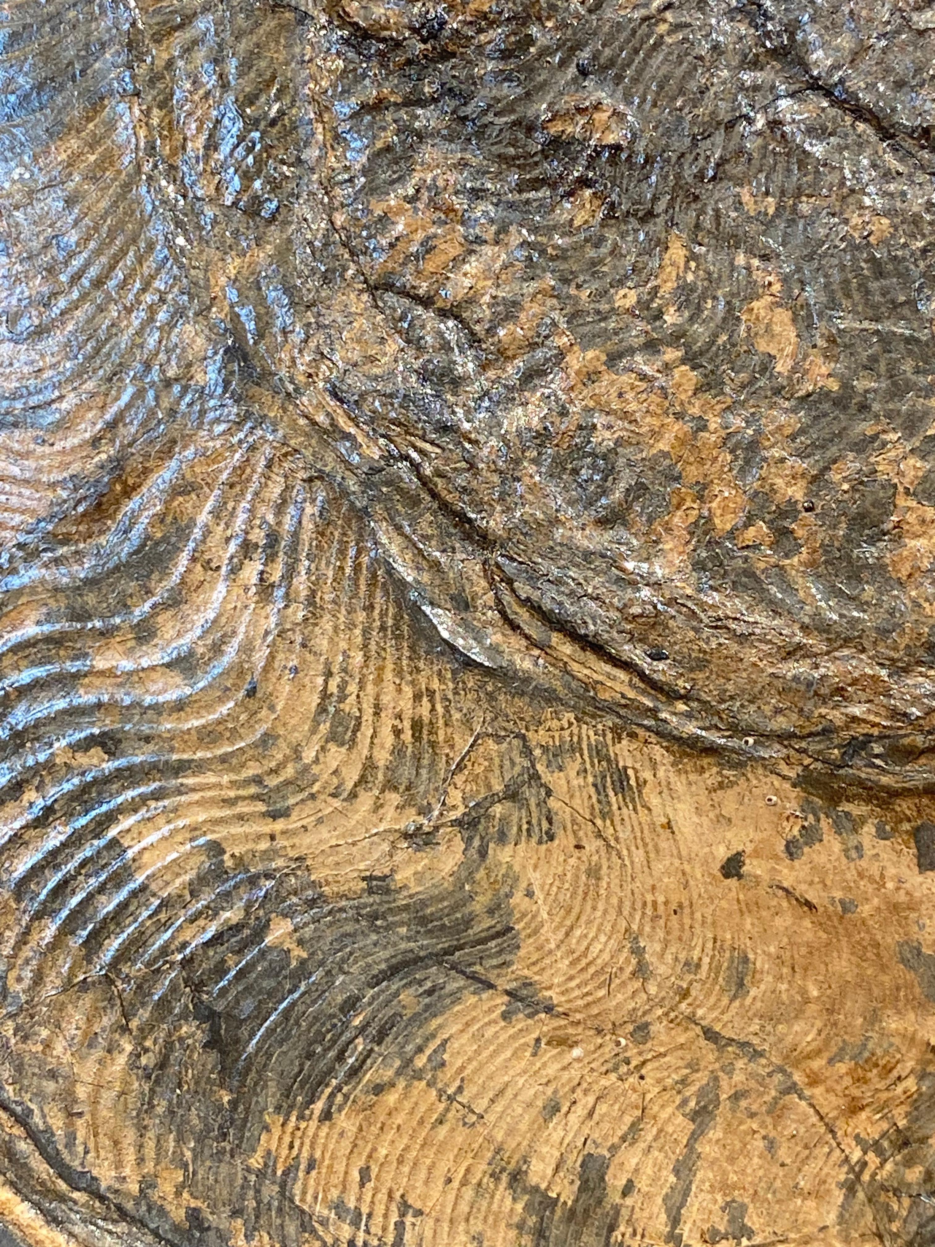 Ammonite Fossil plate from Germany For Sale 2