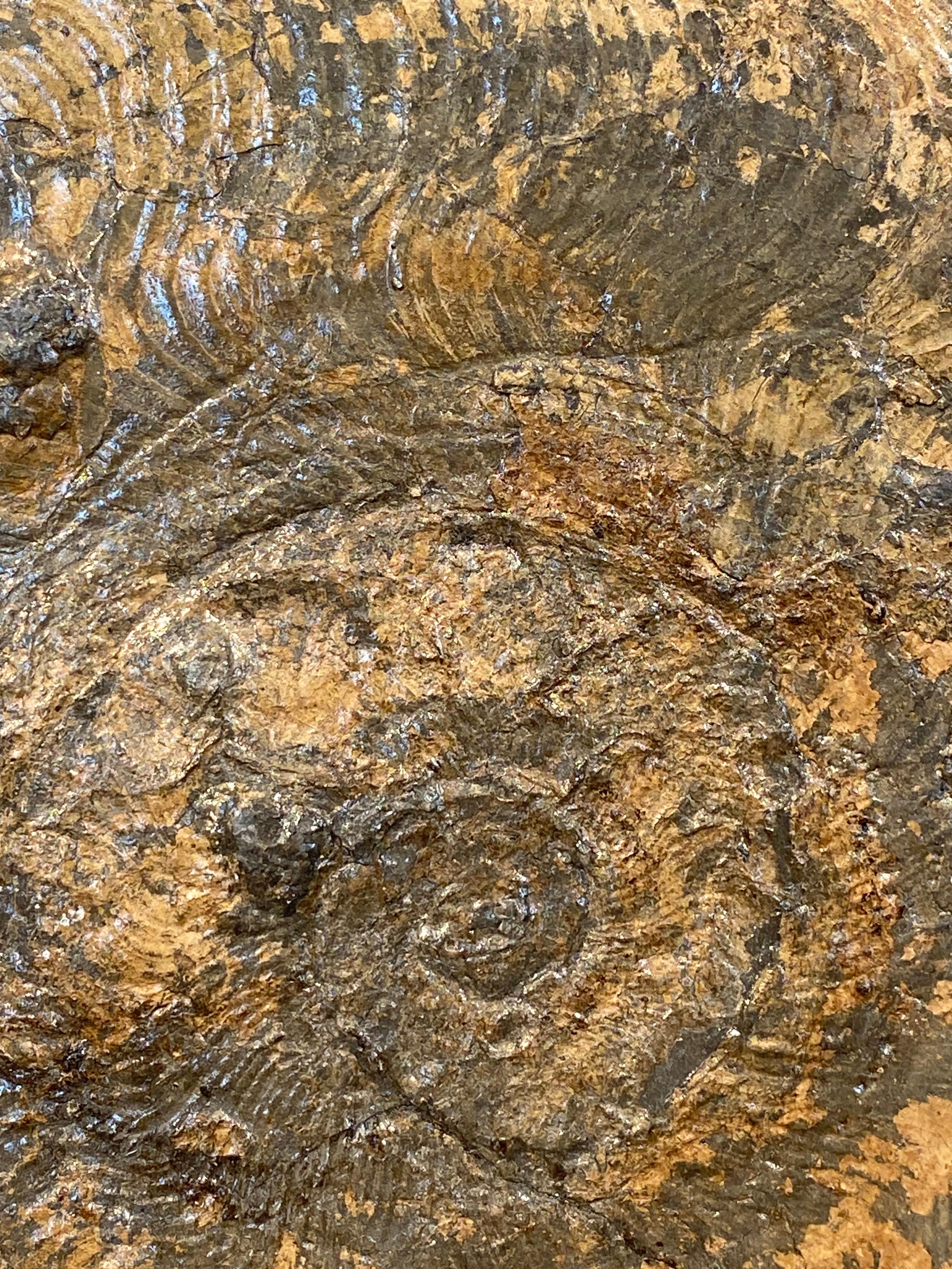 Ammonite Fossil plate from Germany For Sale 3