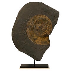 Ammonite Fossil plate from Germany