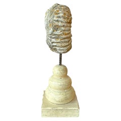 Ammonite Fossil Sculpture on Wooden Stand, Organic Modern Design