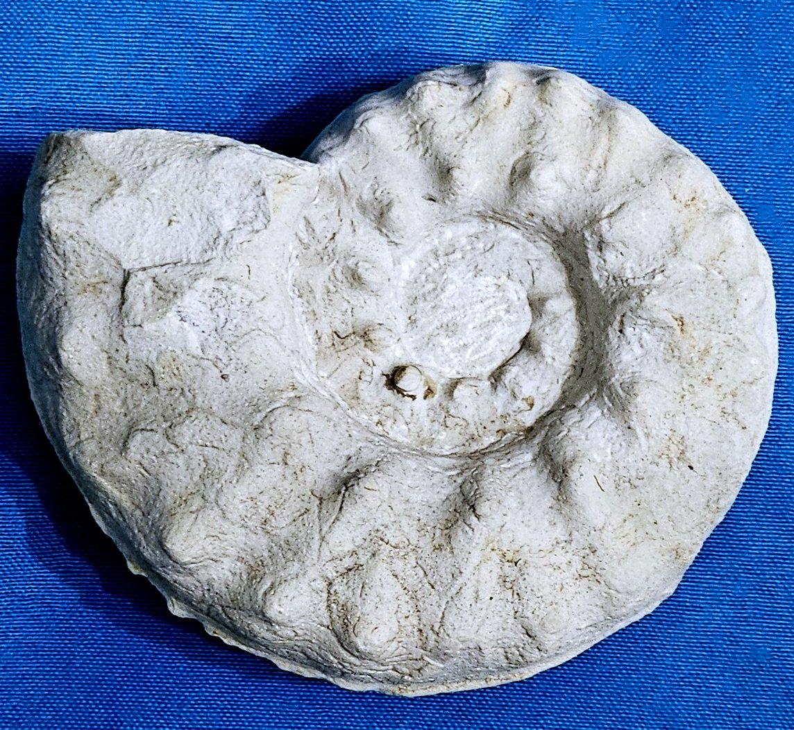 Ammonite Fossil Specimen Mortoniceras (Angolaites) Drakei 110 Million Yrs Old For Sale 2