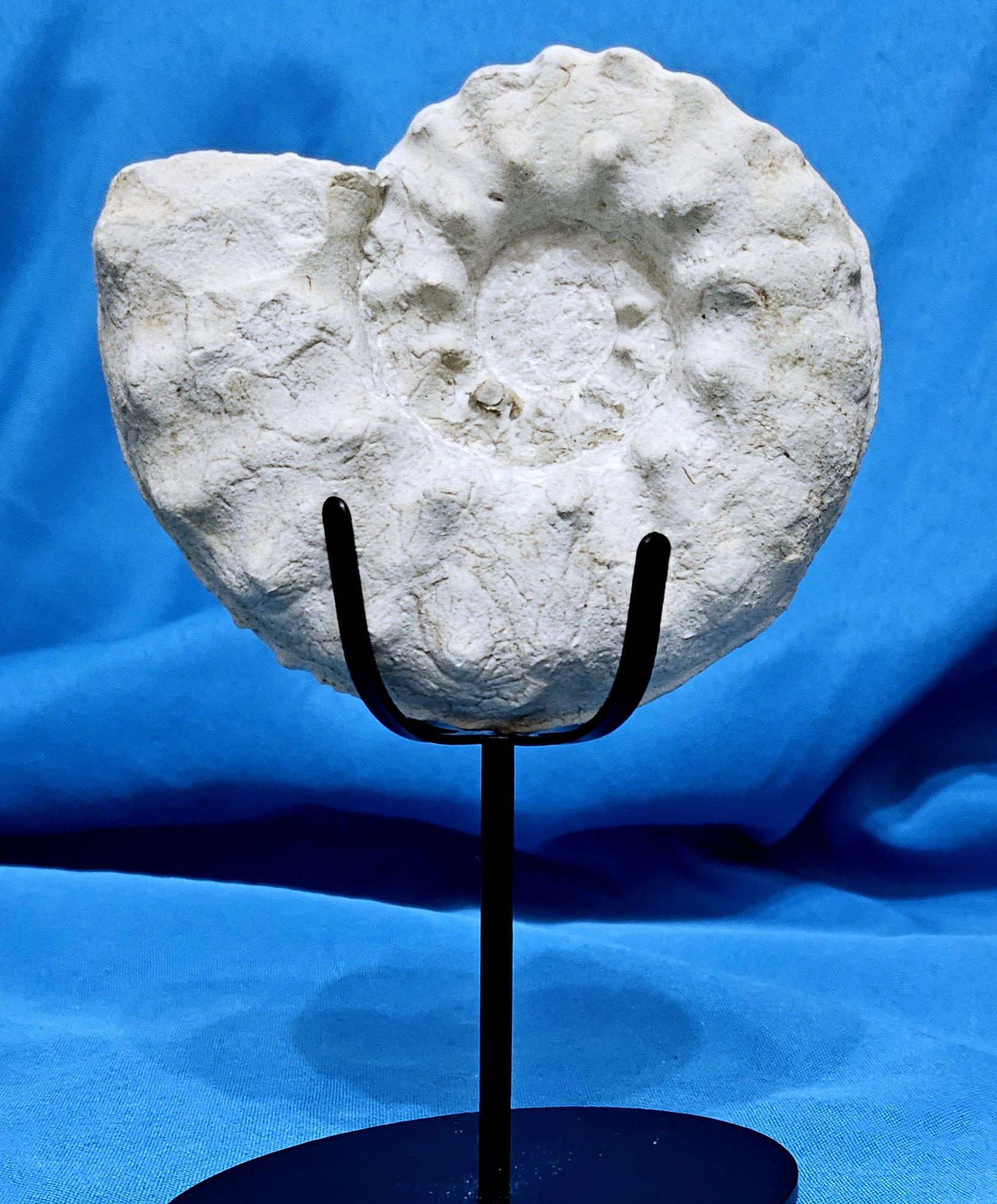 Ammonite Fossil Specimen Mortoniceras (Angolaites) Drakei 110 Million Yrs Old For Sale 3