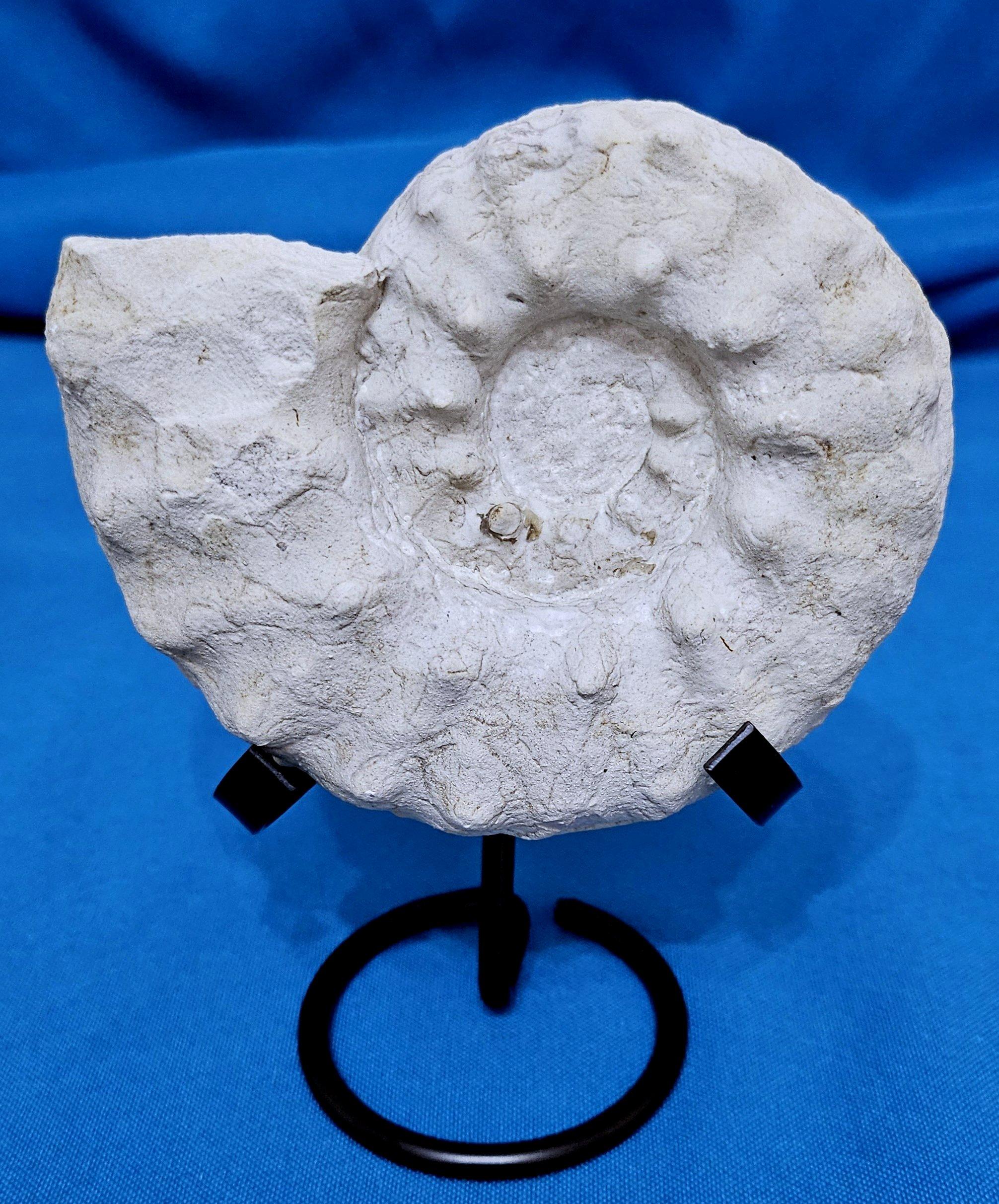 Ammonite Fossil Specimen Mortoniceras (Angolaites) Drakei 110 Million Yrs Old (apx)
We are wild about these knobby ammonite fossils, especially those with both sides are exposed rather than just one side. Since this is a prehistoric fossil it will