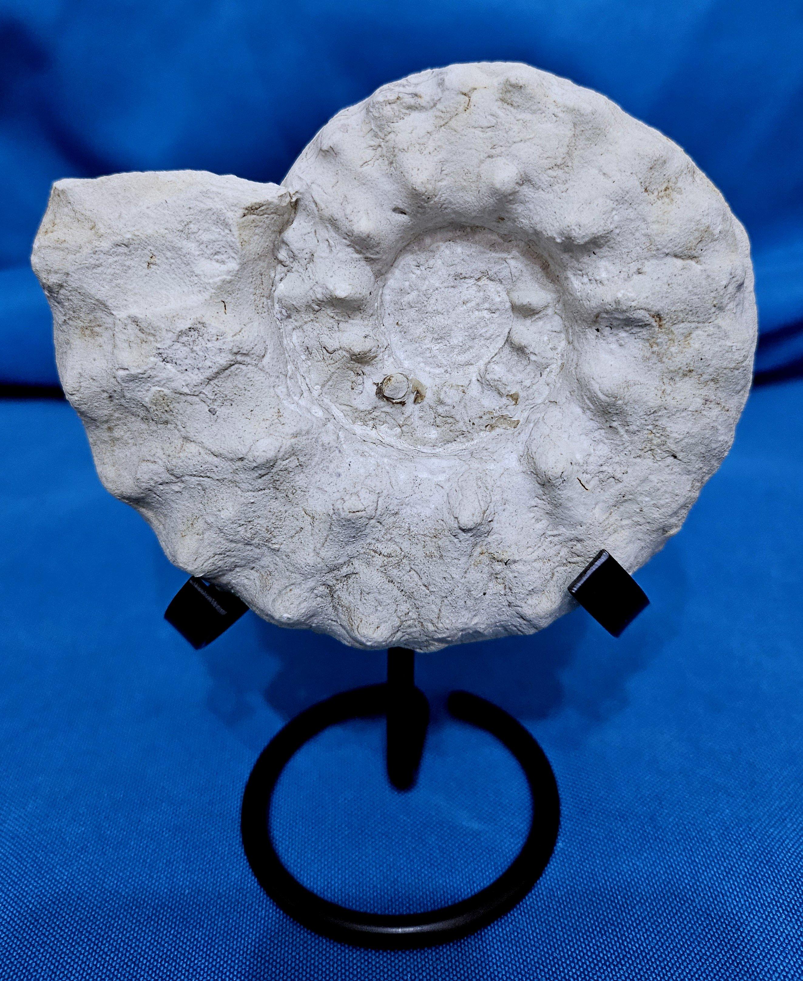 Prehistoric Ammonite Fossil Specimen Mortoniceras (Angolaites) Drakei 110 Million Yrs Old For Sale
