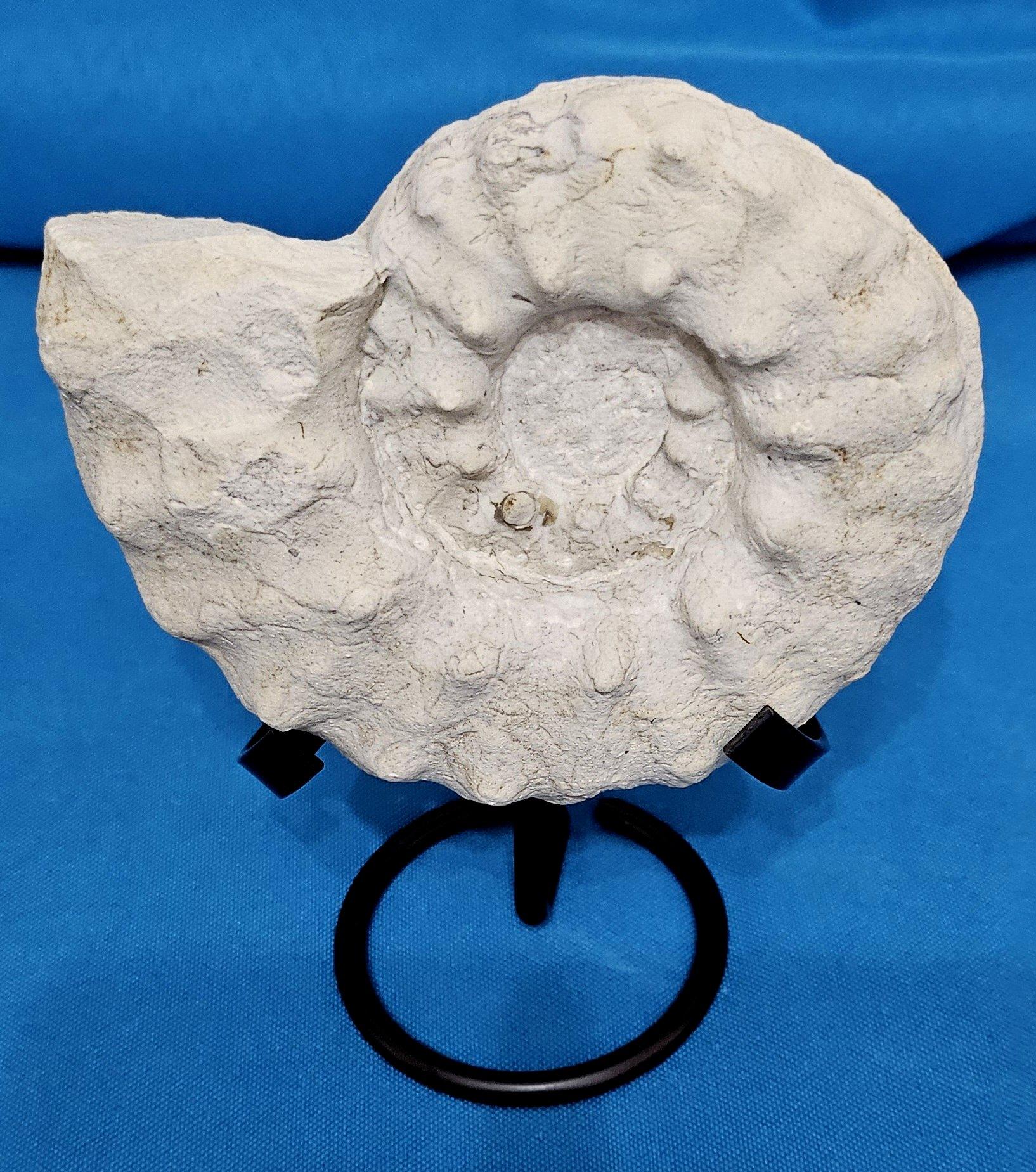American Ammonite Fossil Specimen Mortoniceras (Angolaites) Drakei 110 Million Yrs Old For Sale
