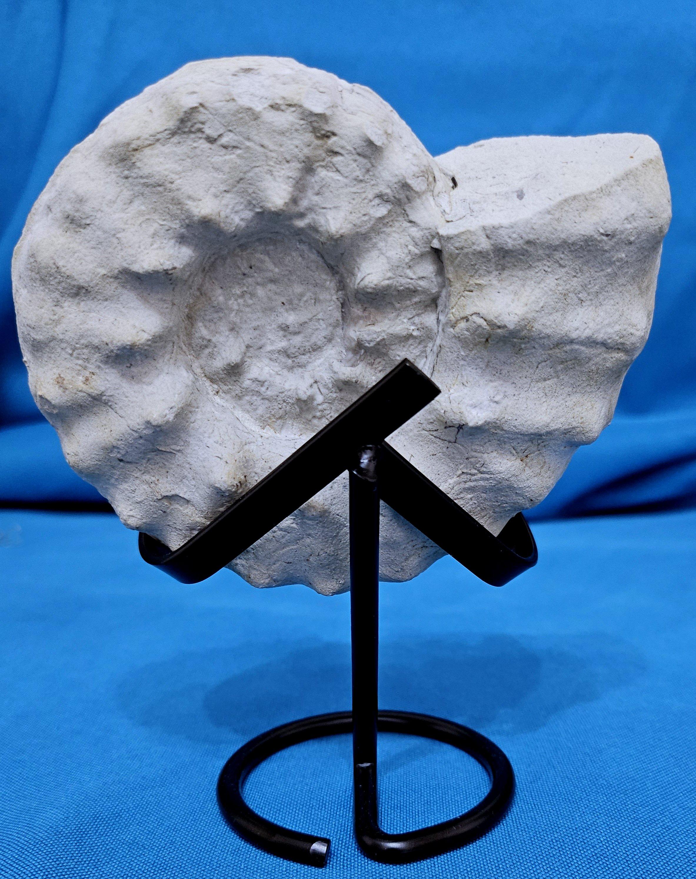 Other Ammonite Fossil Specimen Mortoniceras (Angolaites) Drakei 110 Million Yrs Old For Sale